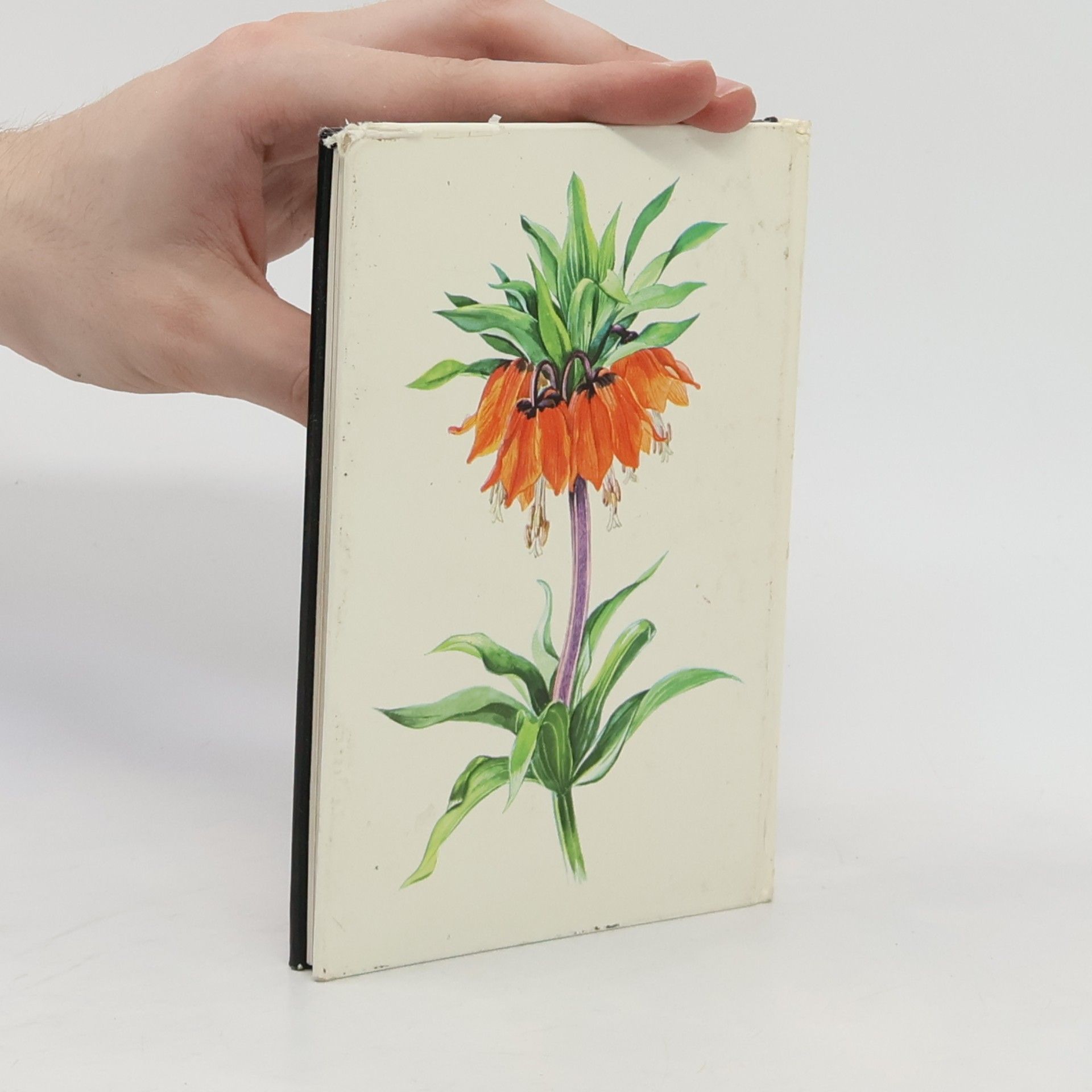 Elfrune Wendelberger Mein kleines Lilienbuch