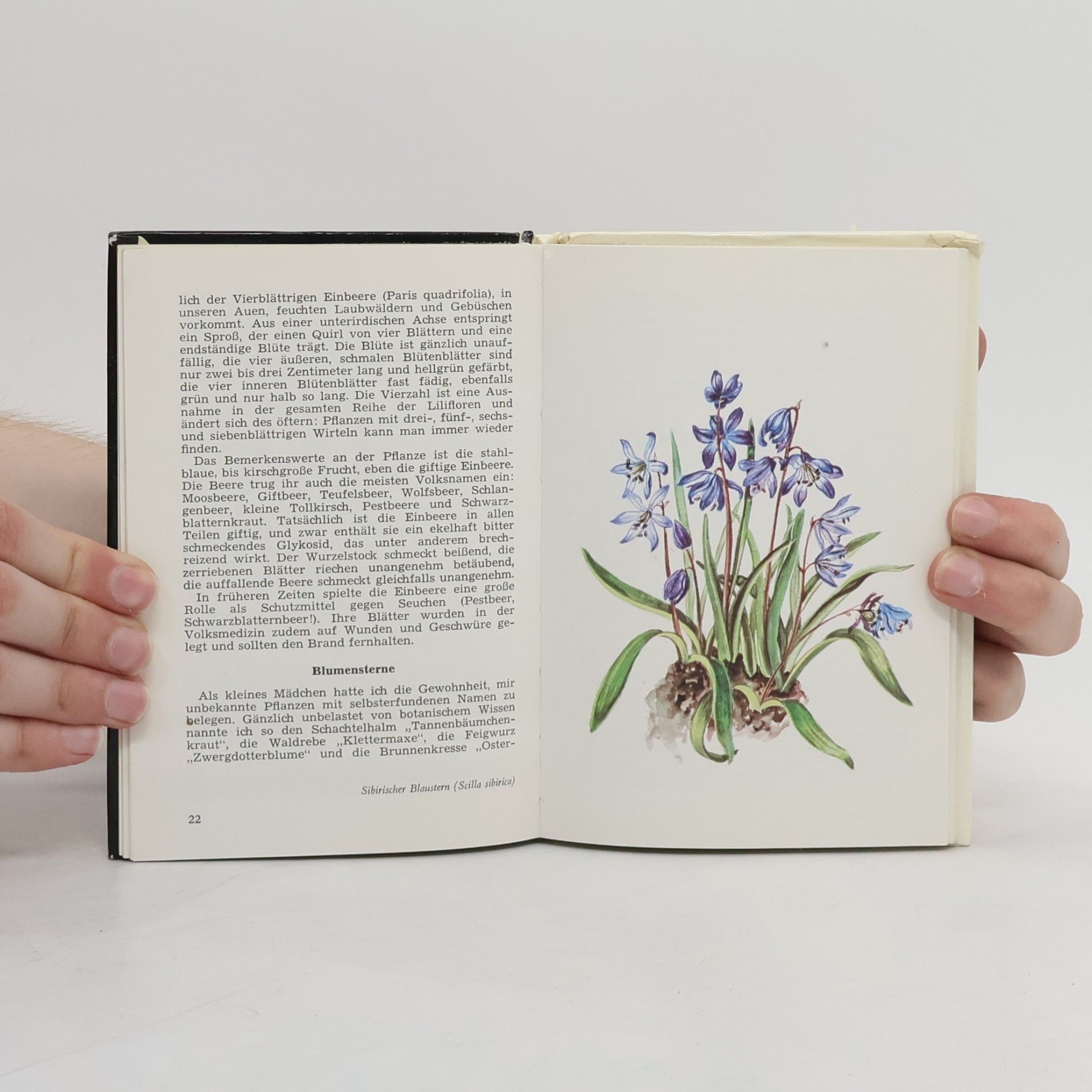 Elfrune Wendelberger Mein kleines Lilienbuch