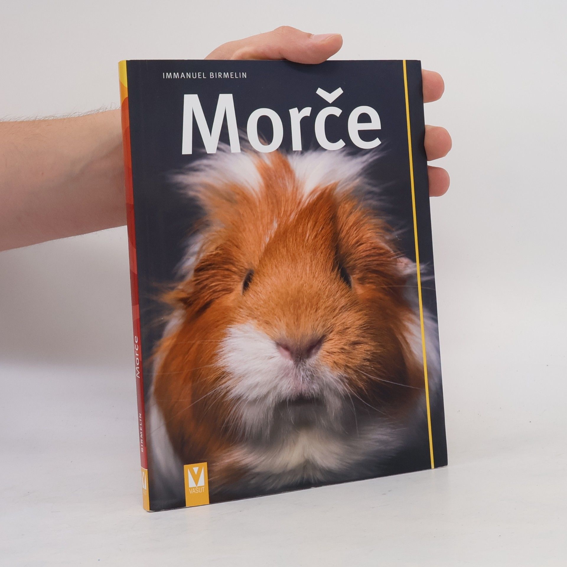 Morče