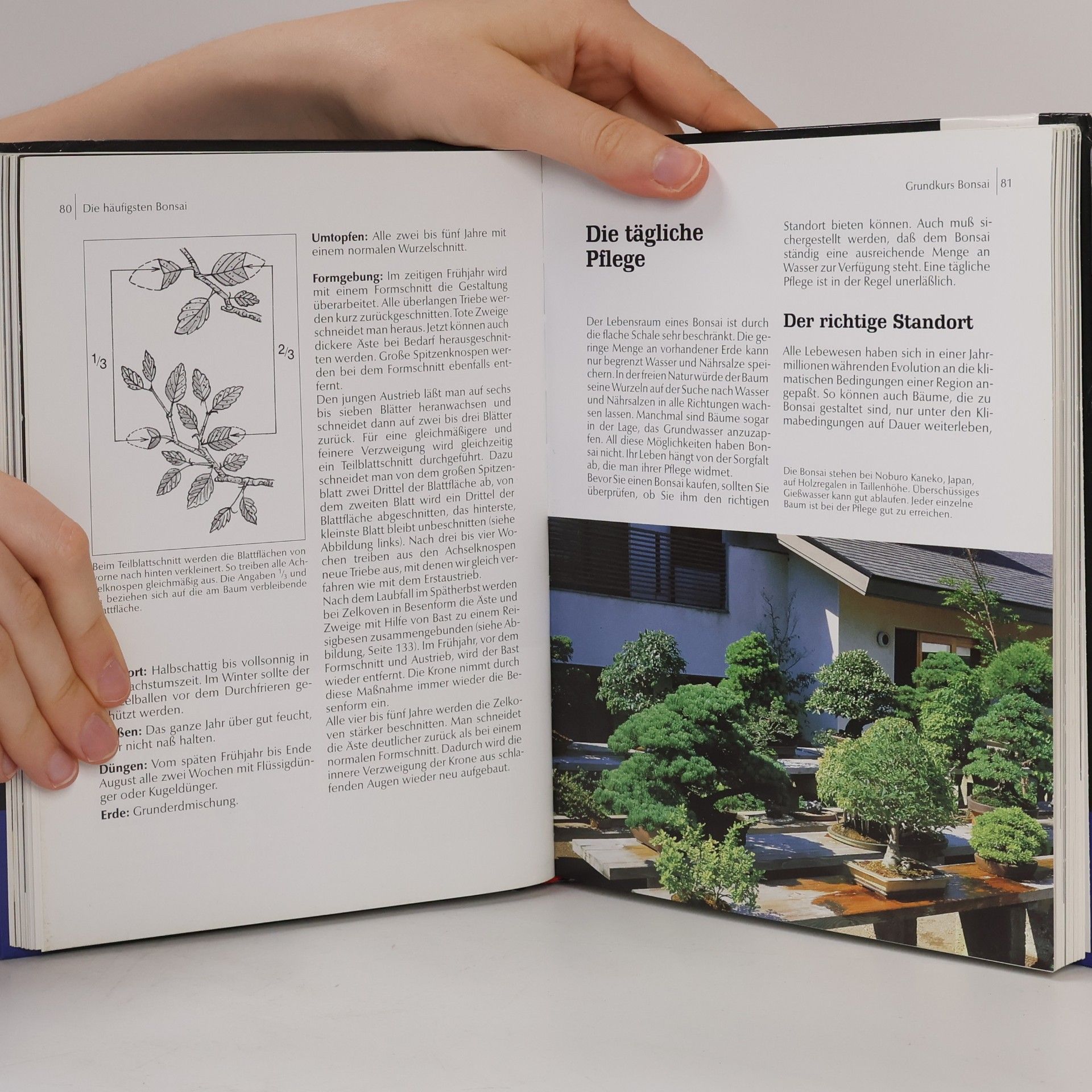 Horst Stahl Bonsai