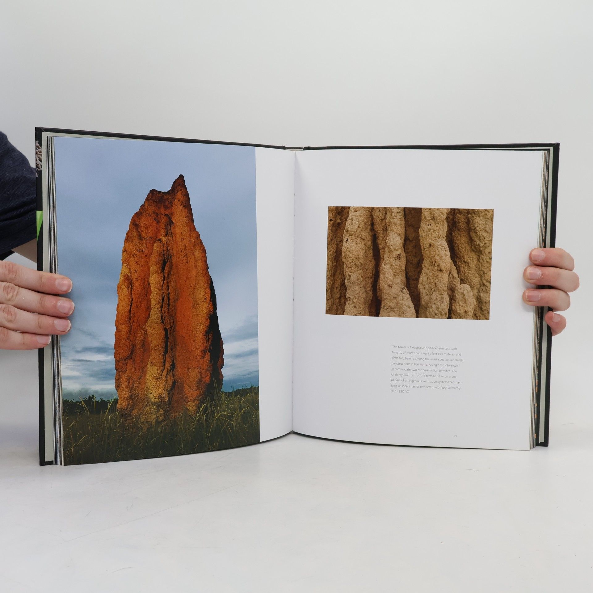 Ingo Arndt Animal architecture