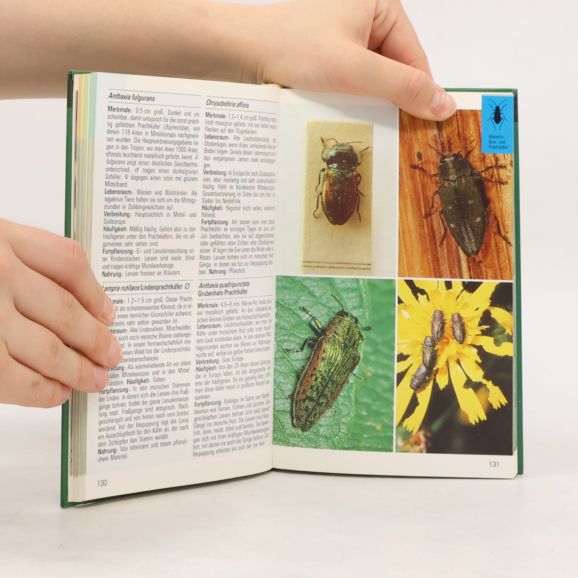 Autorenkollektiv Insekten