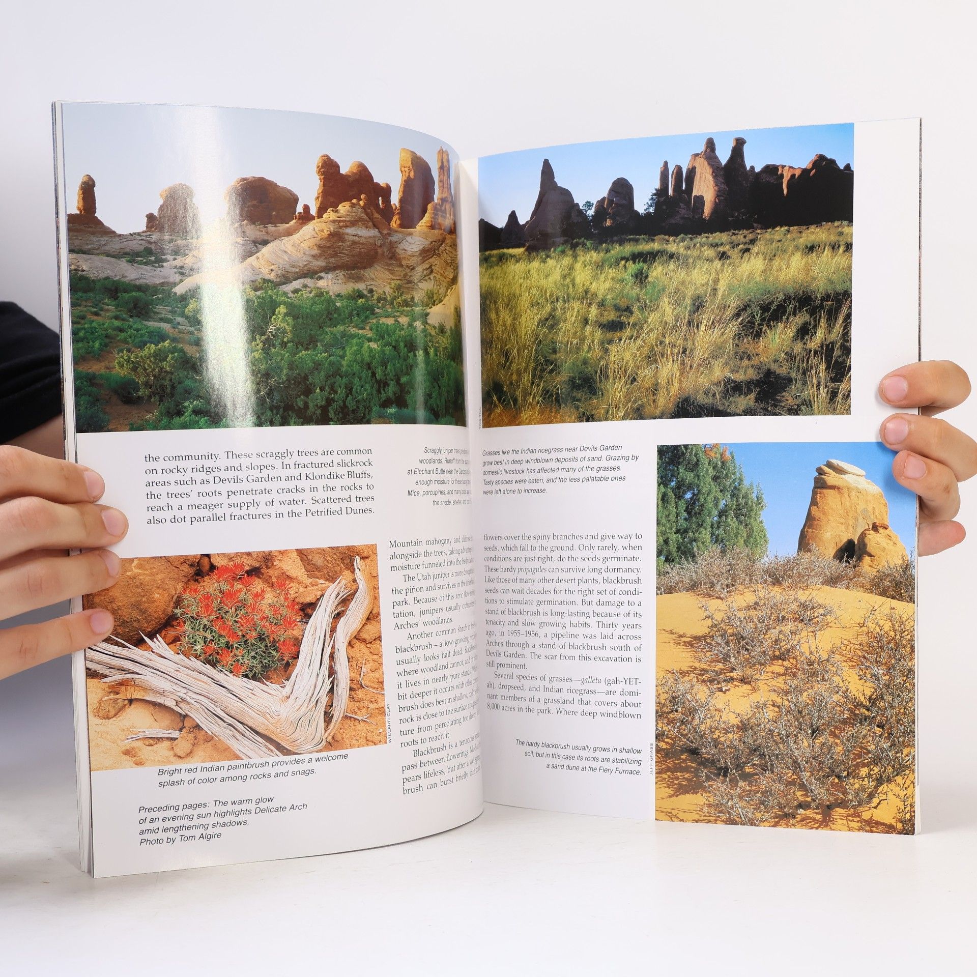 Johnson David W. Arches: The history behind the scenery