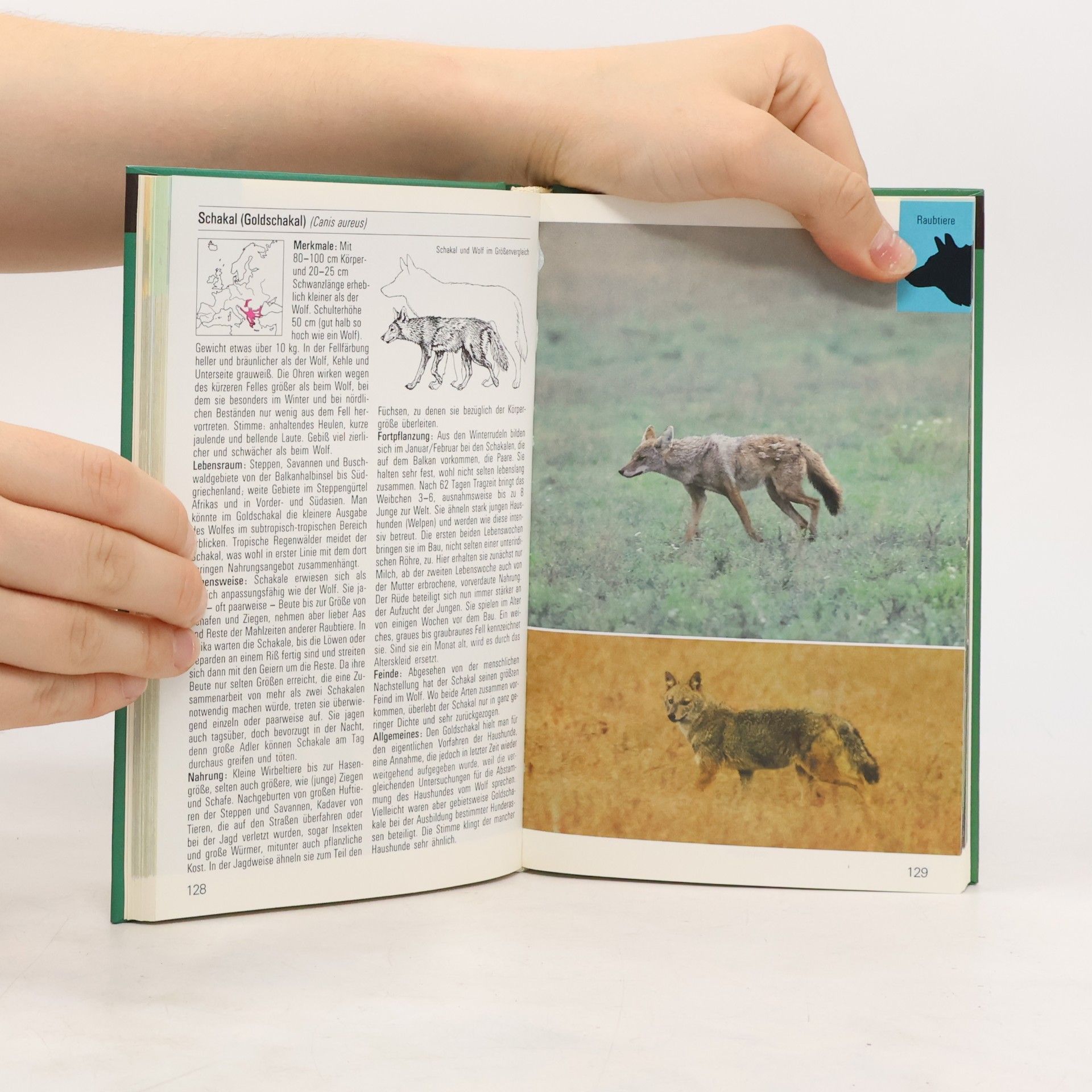 Autores varios Säugetiere