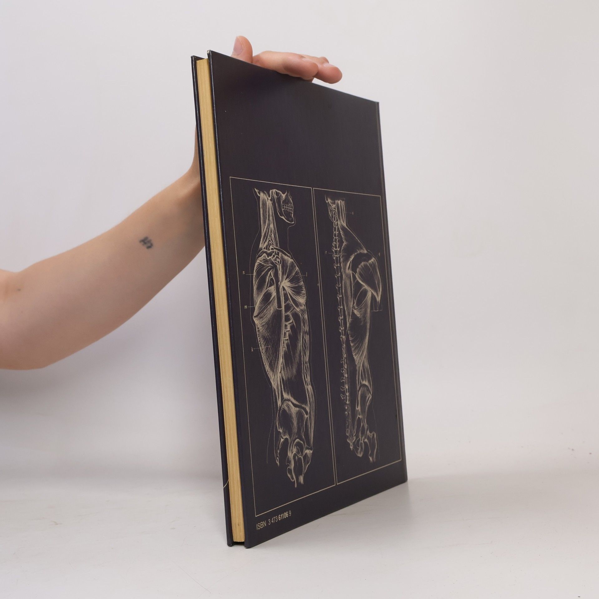 David K. Rubins Anatomie für Künstler