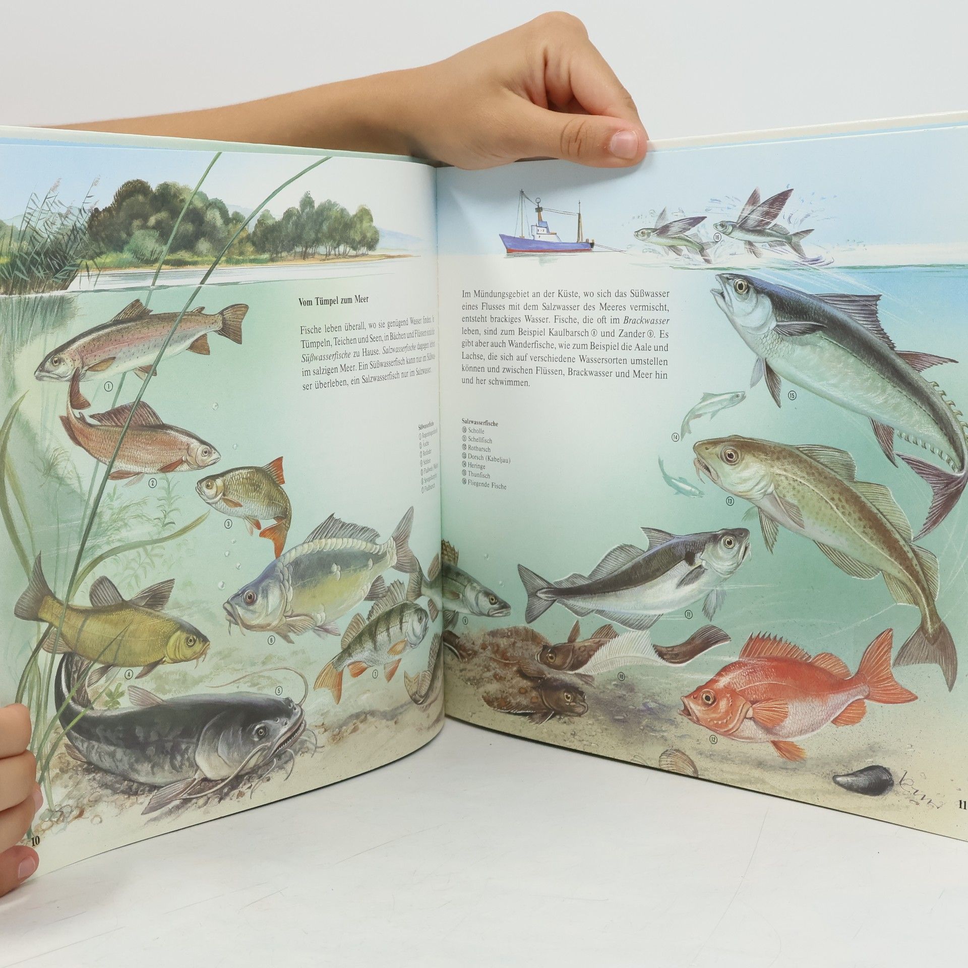 Jürgen Ritter Die Fisch-Uhr