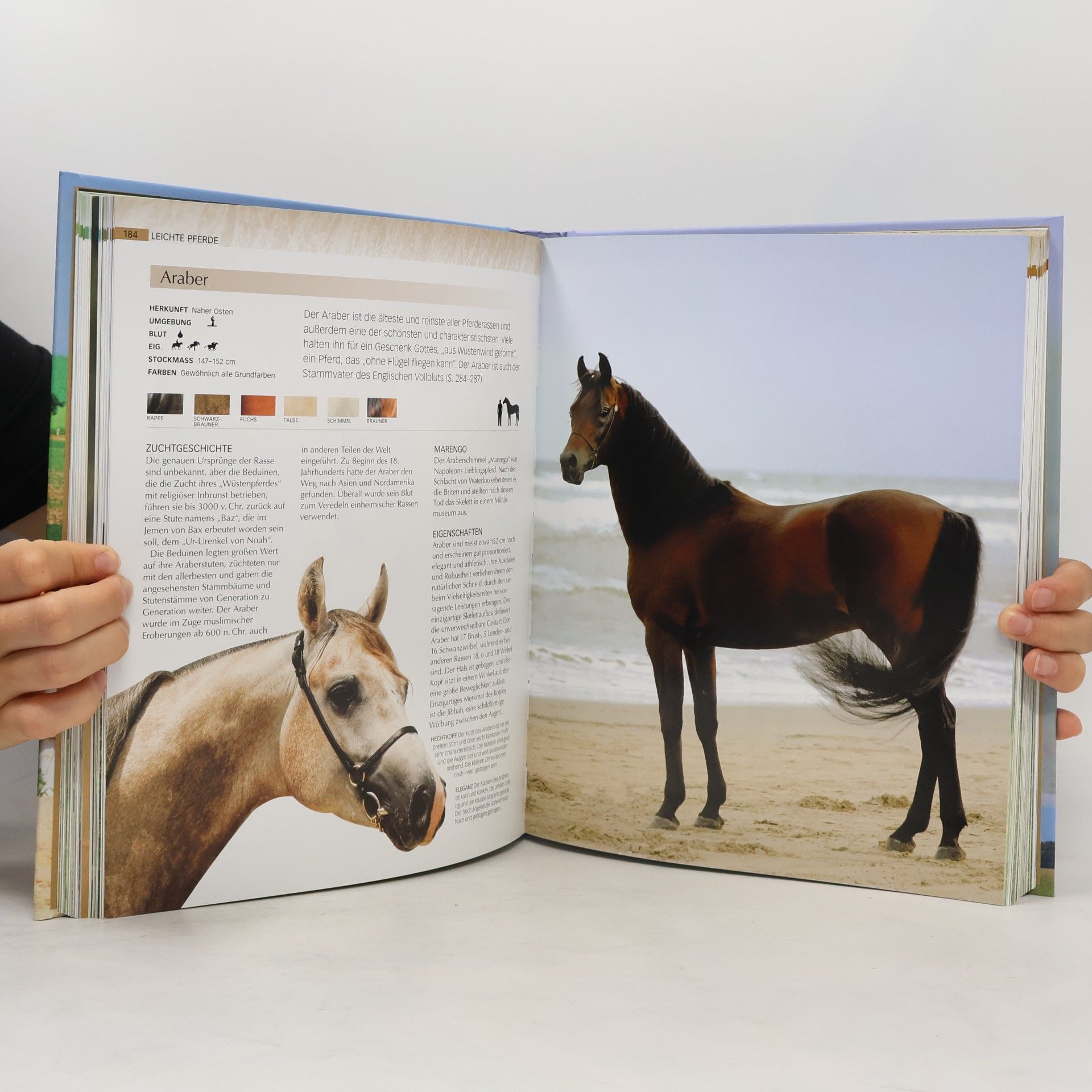 Debby Sly Pferde und Ponys. Alles über Pferdepflege, Reitsport und die Geschichte des Pferdes. Über 200 Rassen