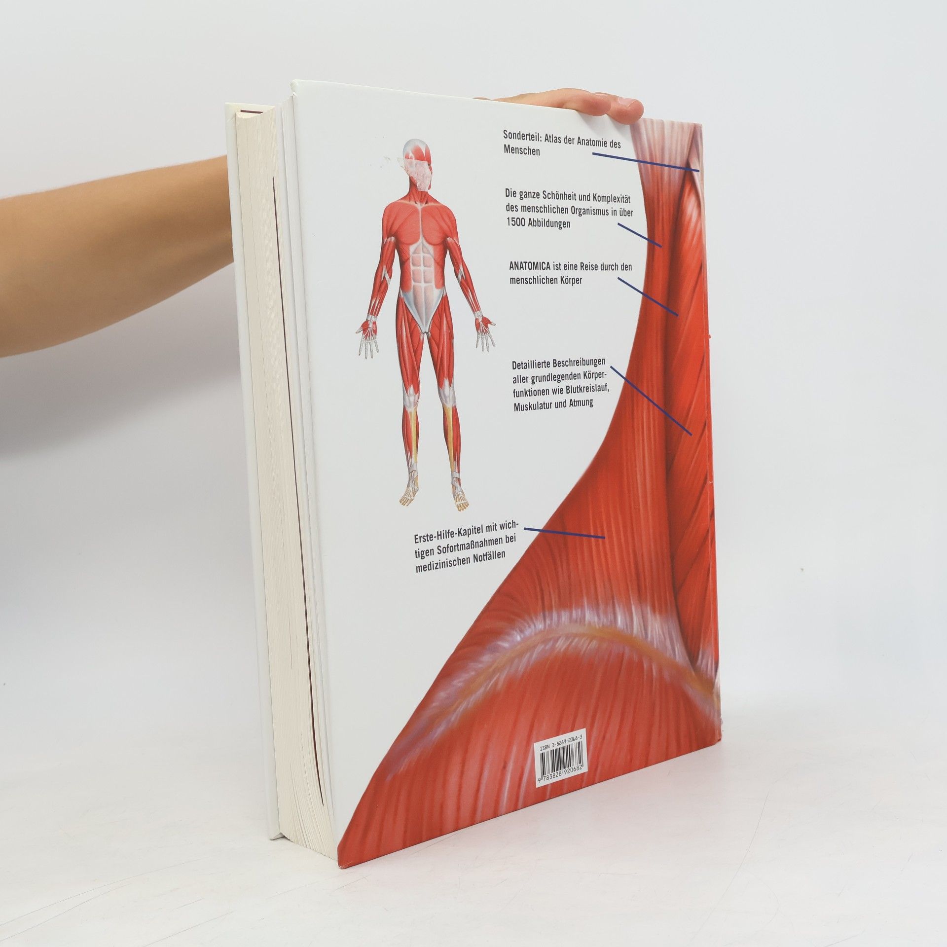 Gordon Cheers Anatomica