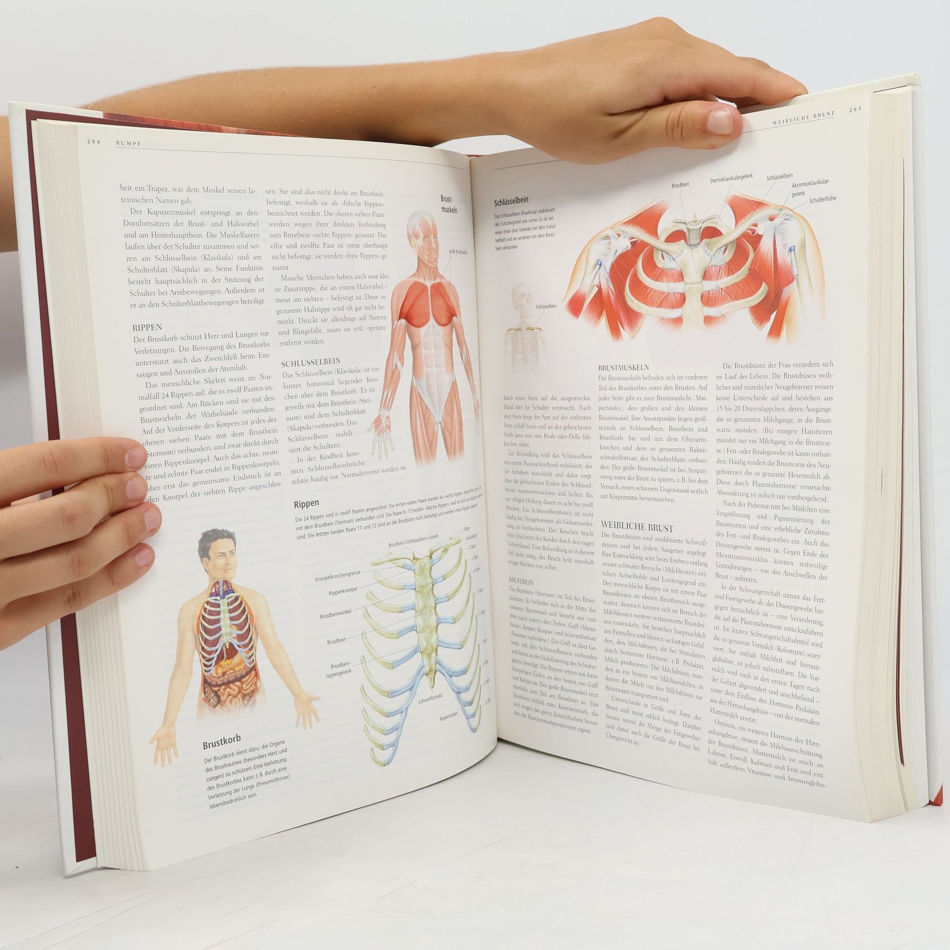 Gordon Cheers Anatomica