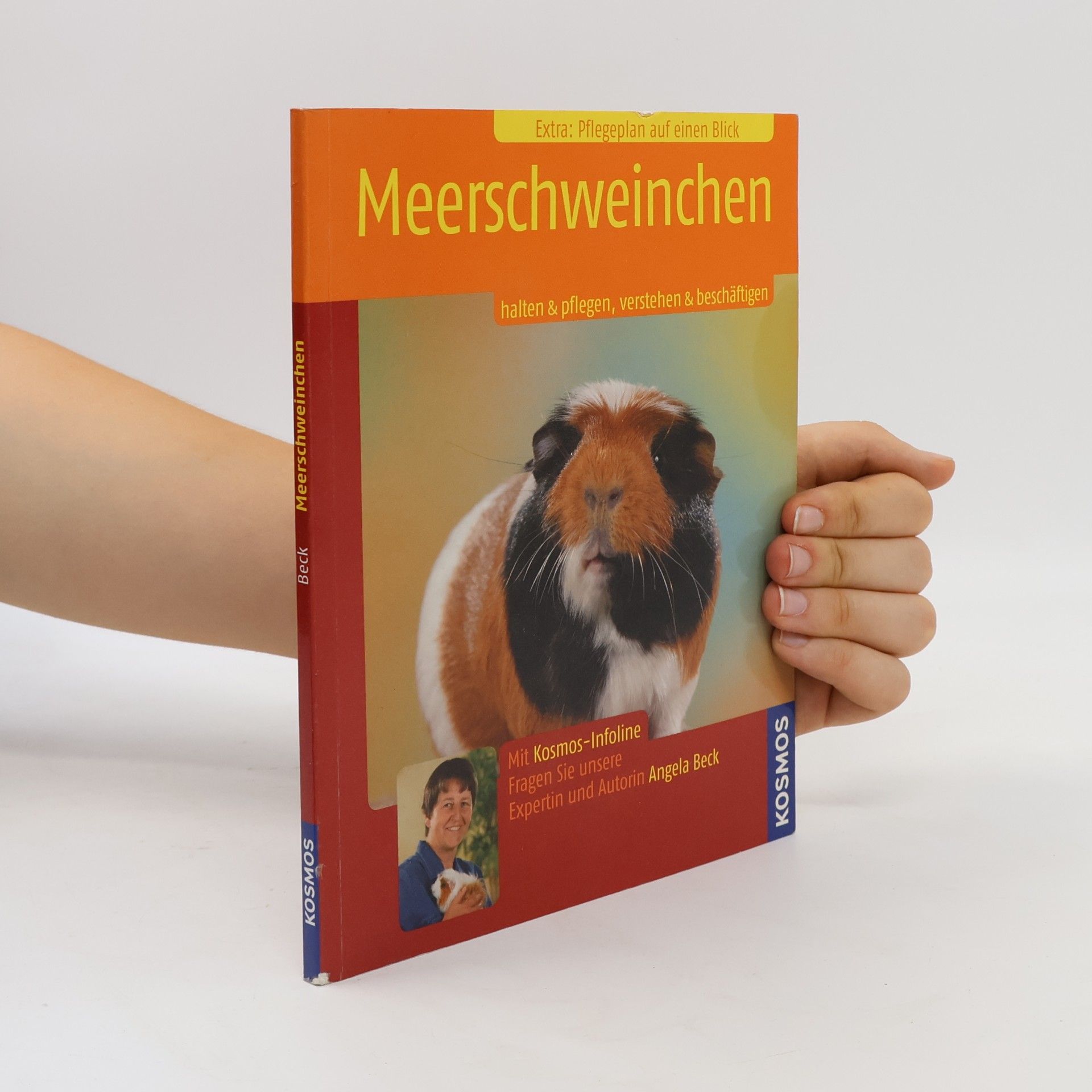 Angela Beck Meerschweinchen