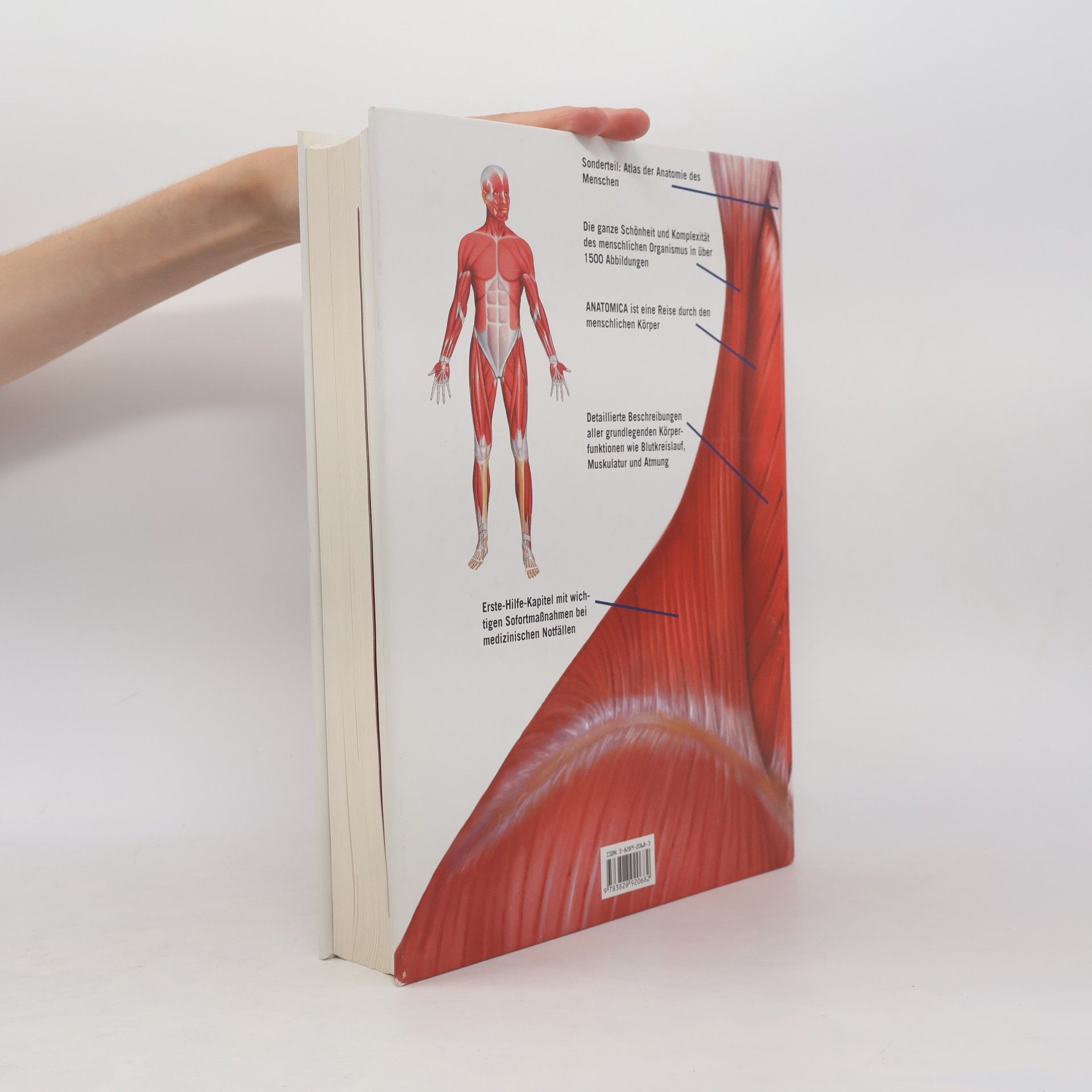 Gordon Cheers Anatomica