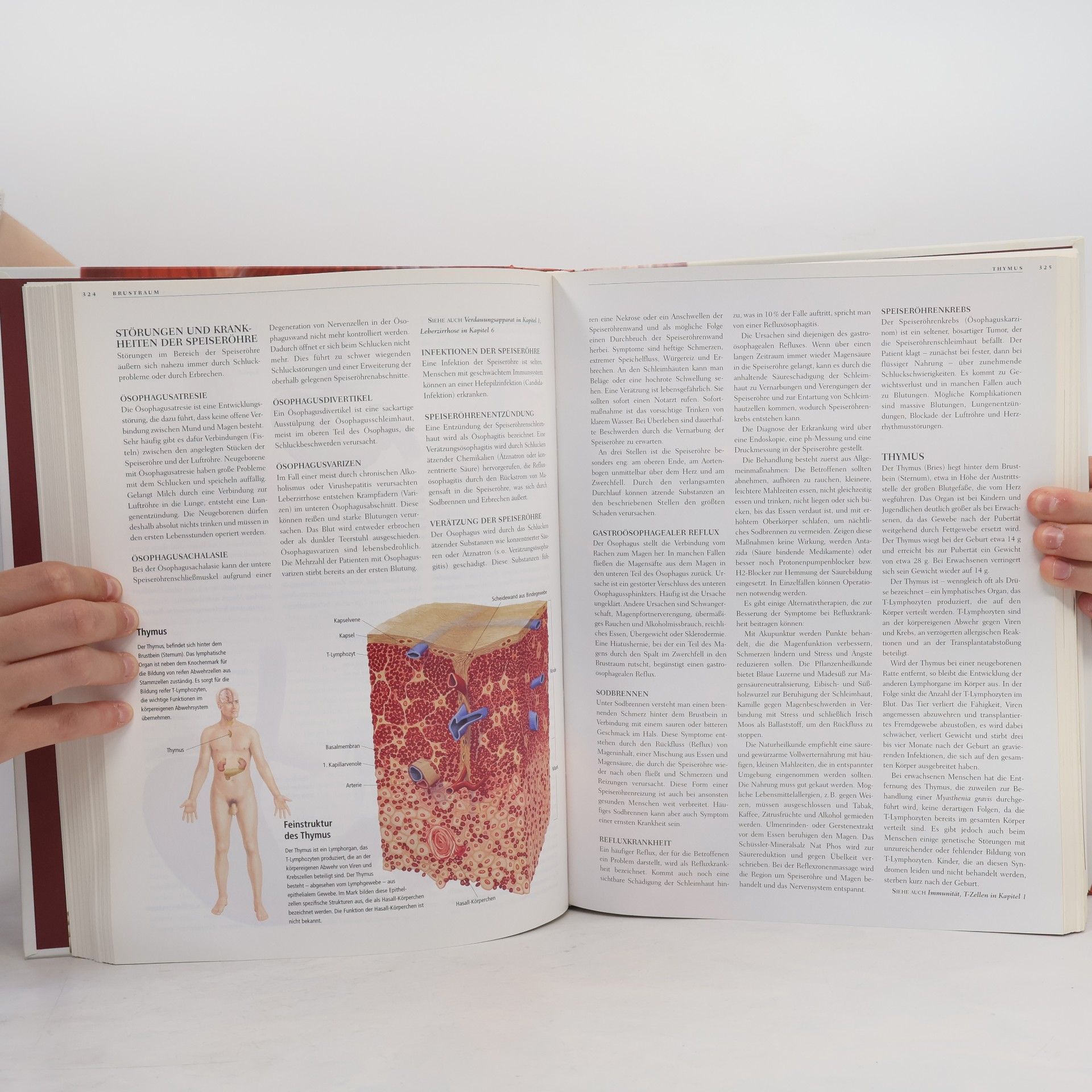 Gordon Cheers Anatomica