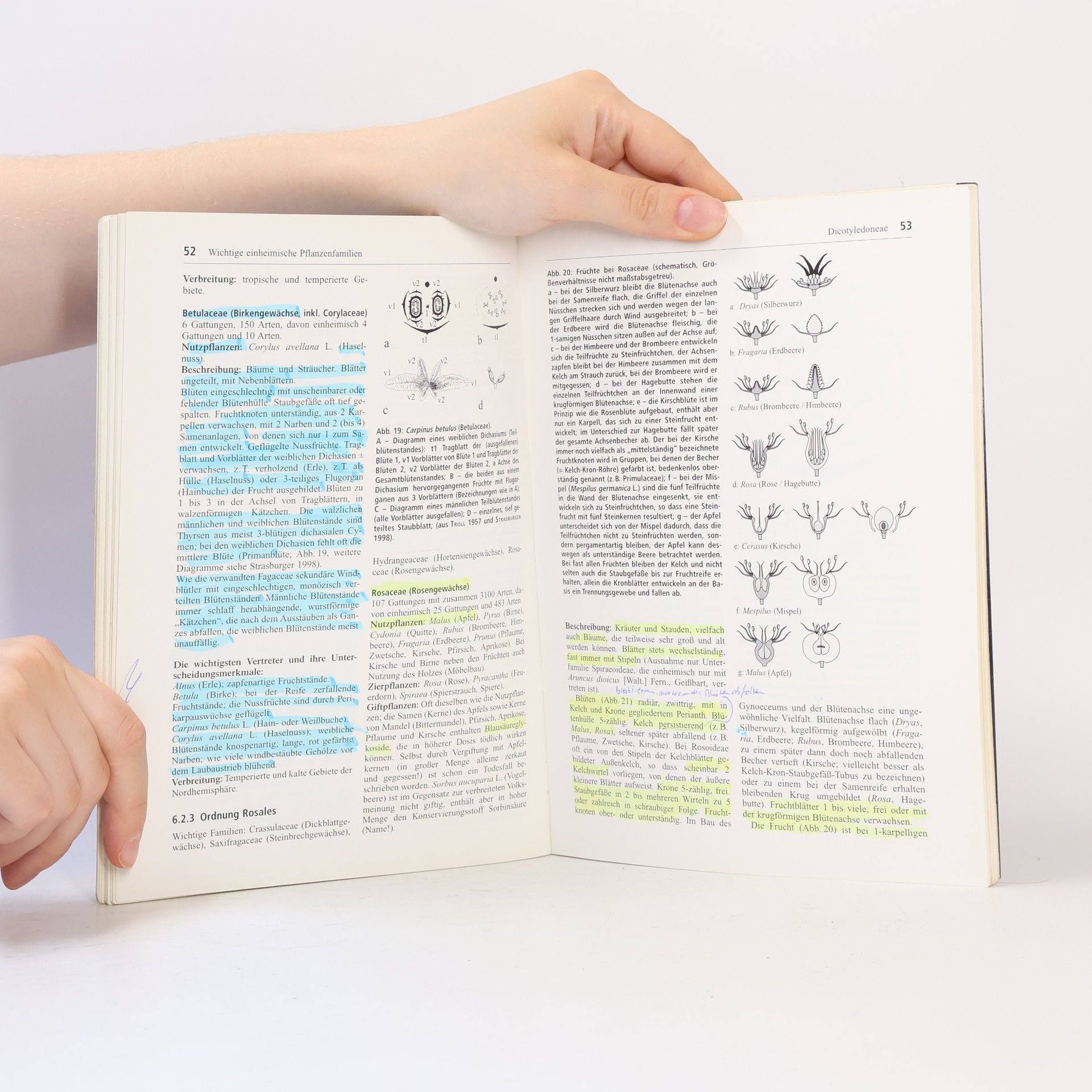 Thomas Stützel Botanische Bestimmungsübungen