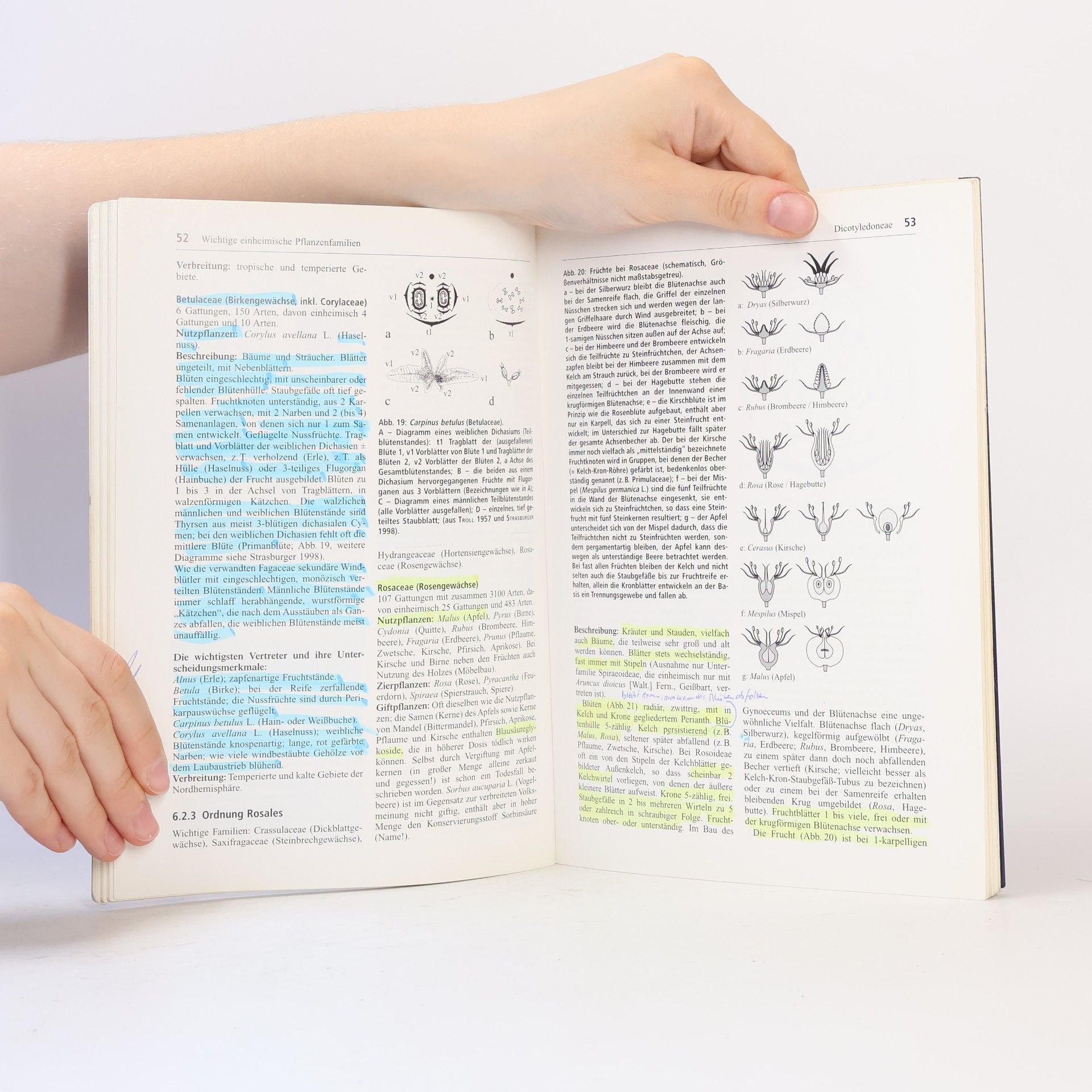 Thomas Stützel Botanische Bestimmungsübungen