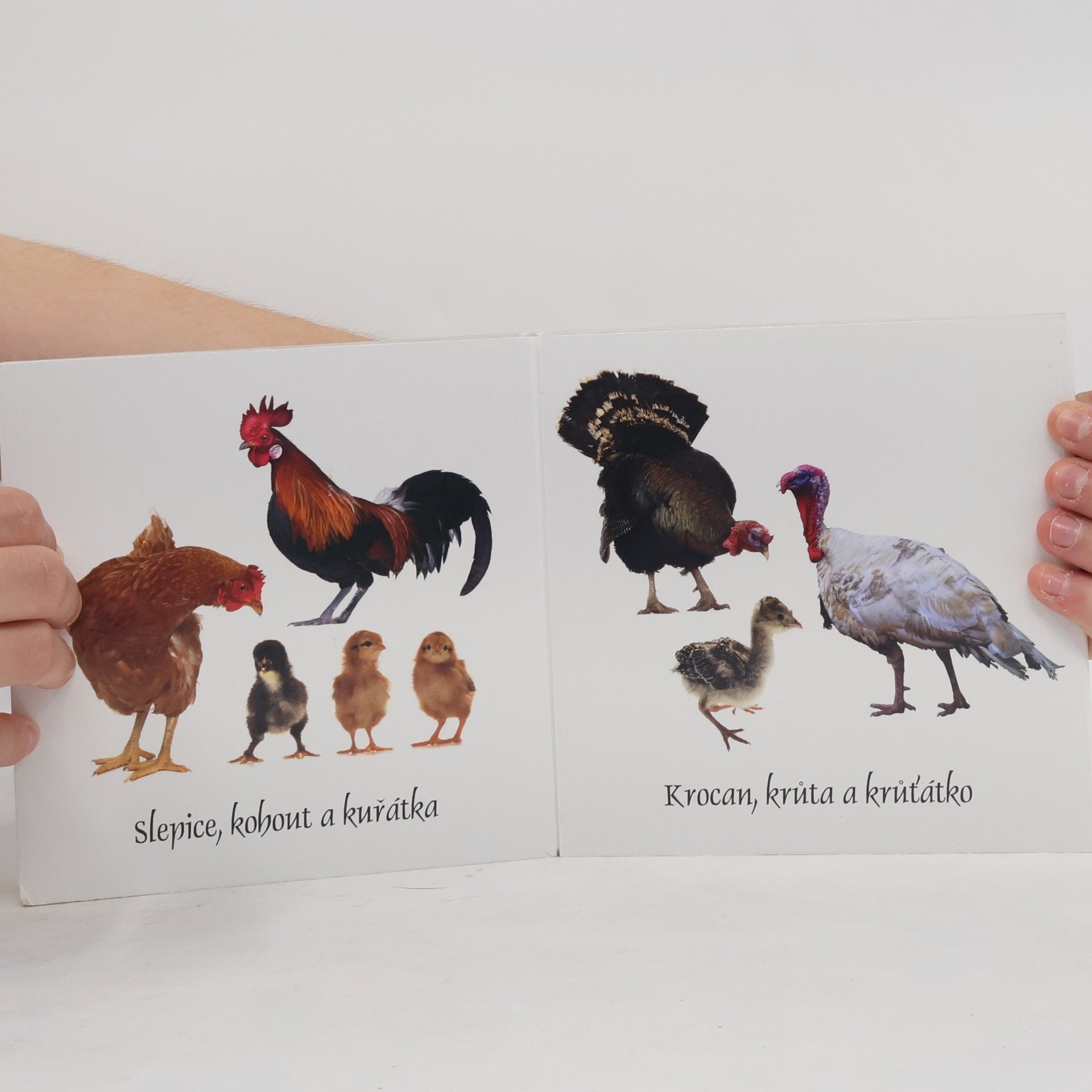 Various authors Mláďátka : na venkově