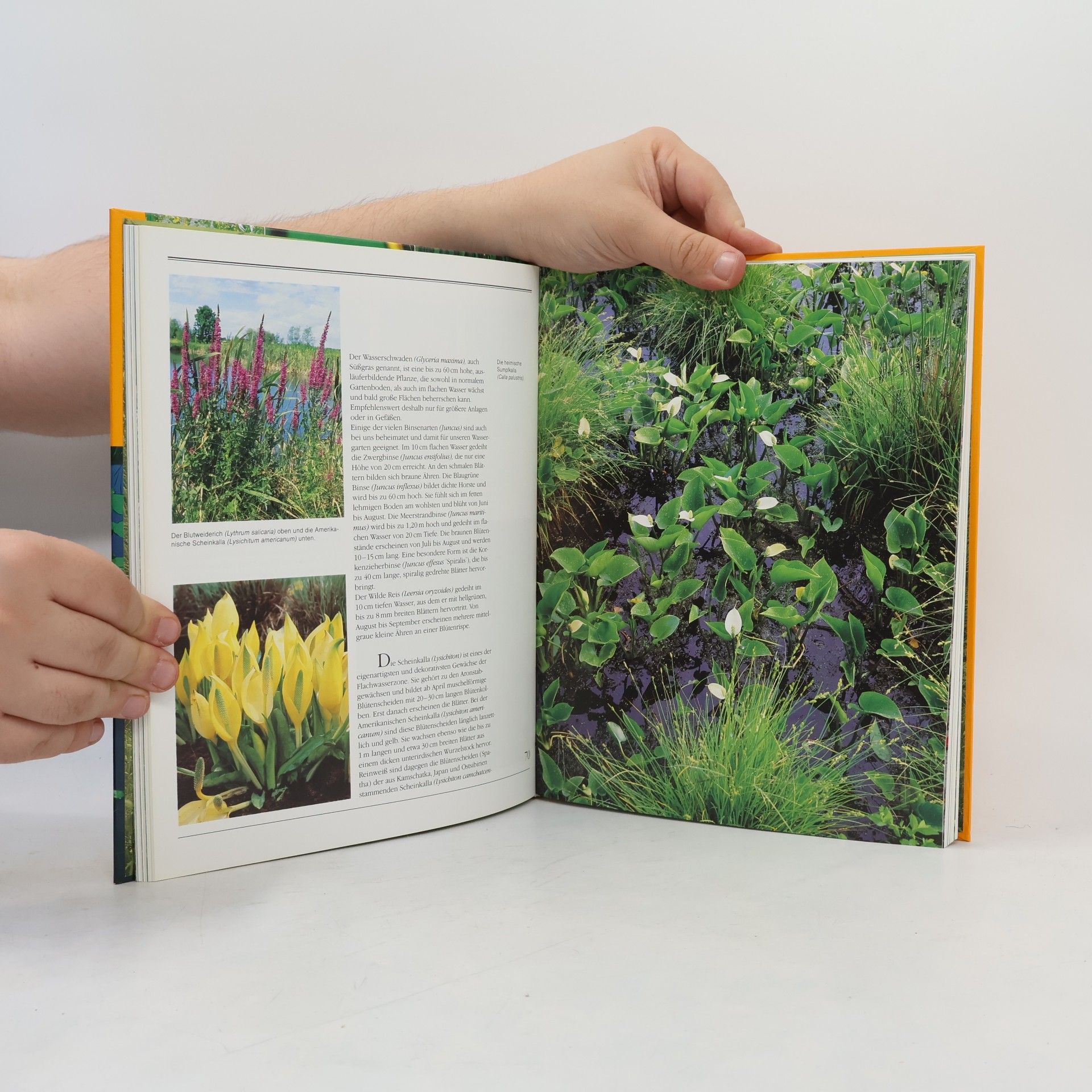 Wolfram Franke Faszination Gartenteich