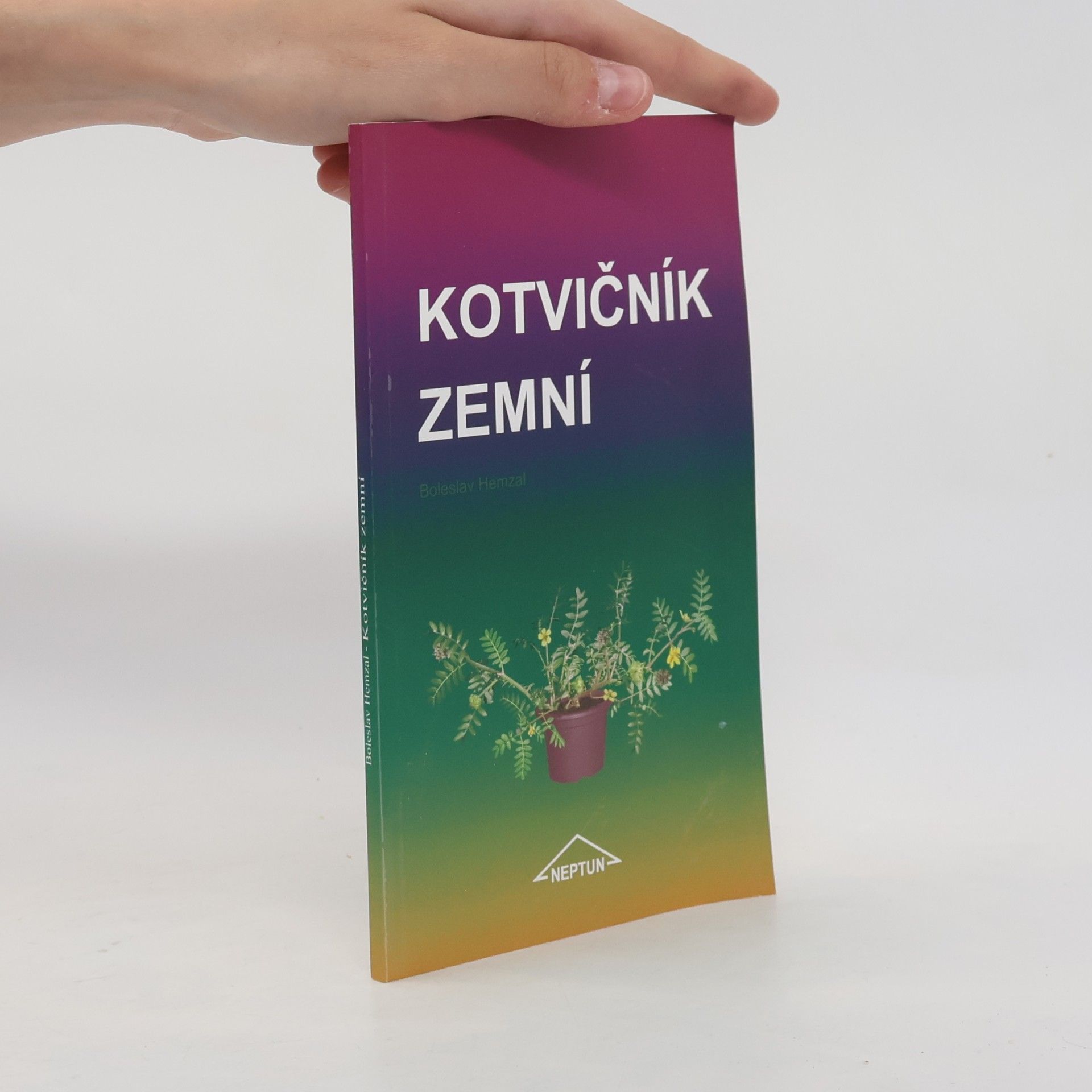 Kotvičník zemní