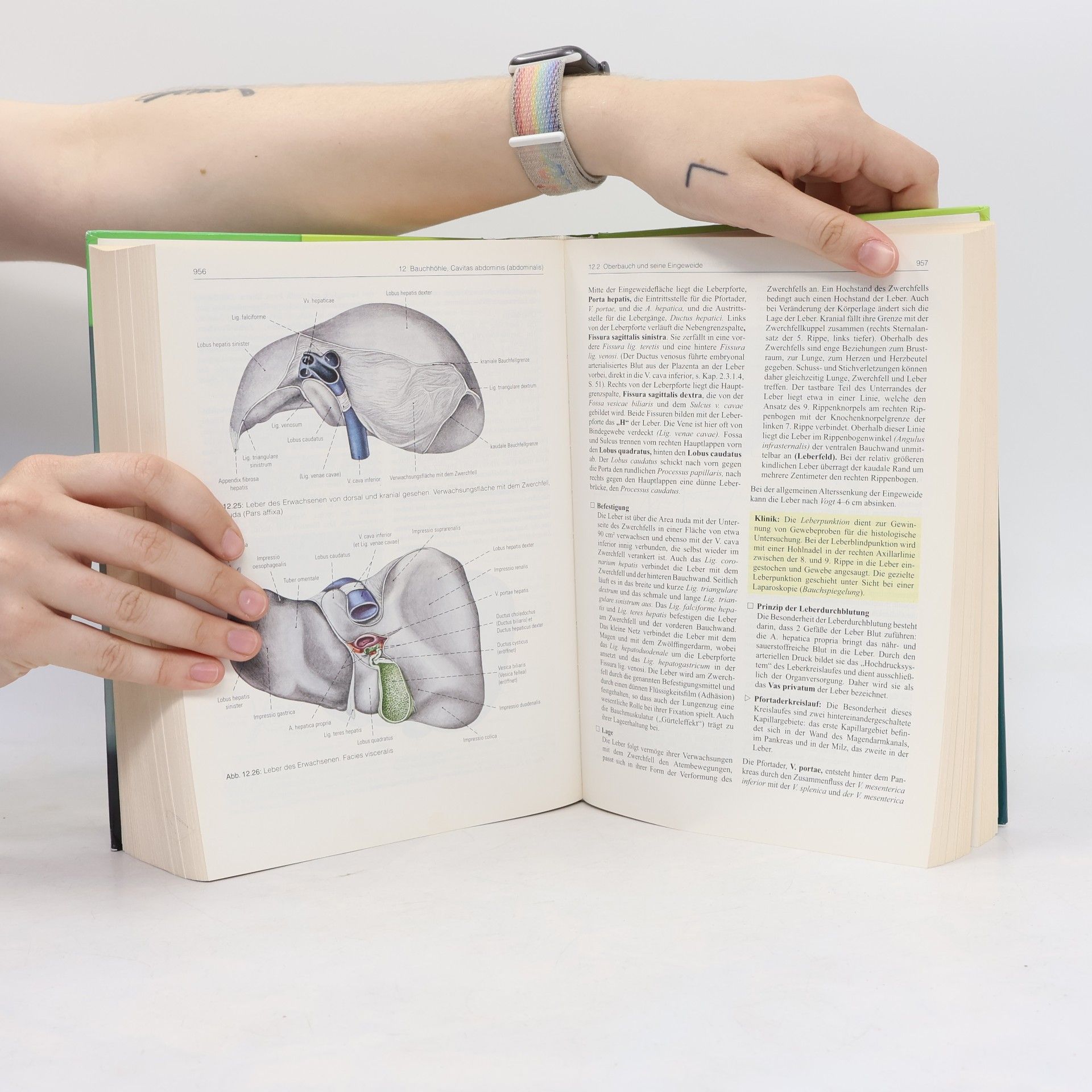 Autorenkollektiv Waldeyer Anatomie des Menschen