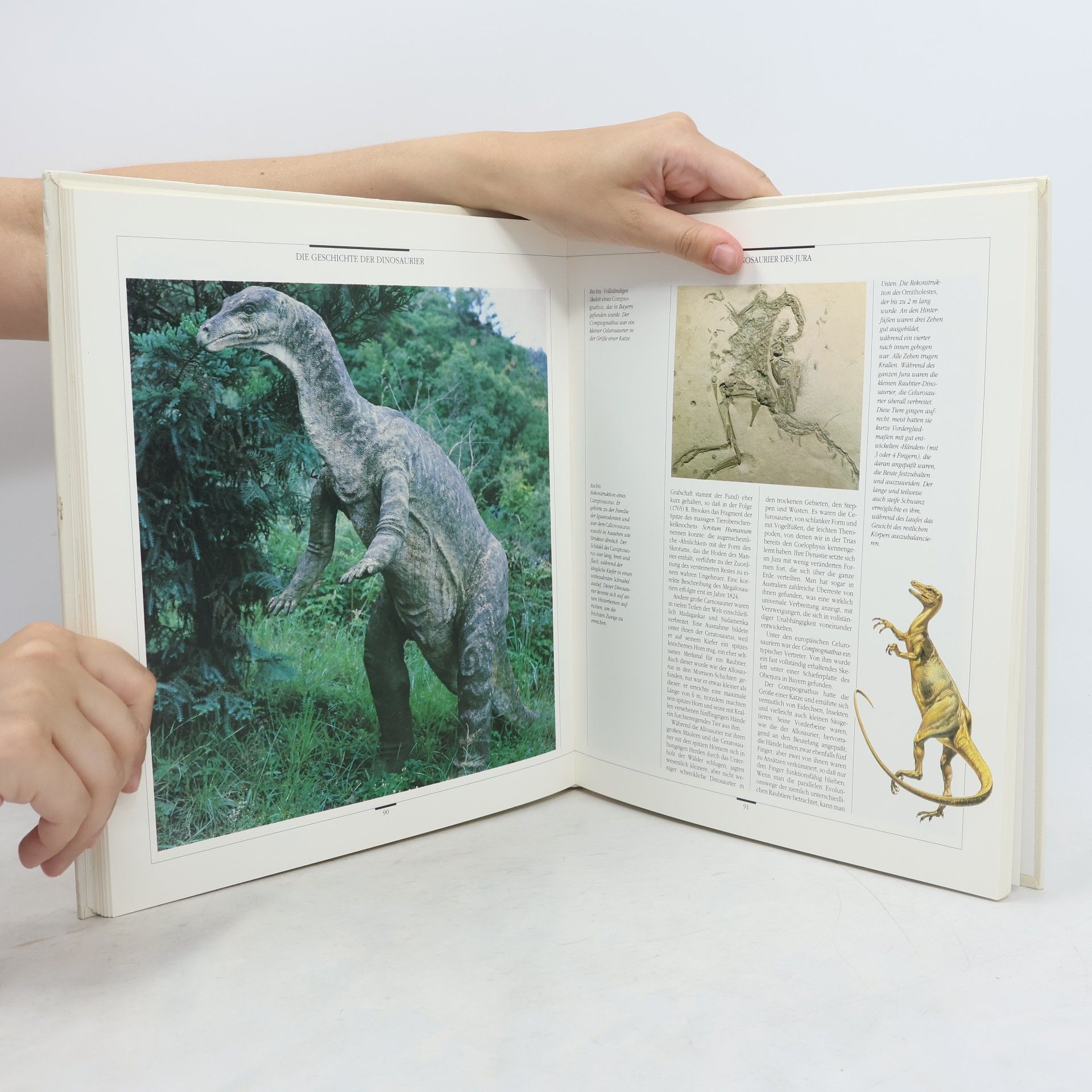Roberto Zorzin Rätselhafte Dinosaurier