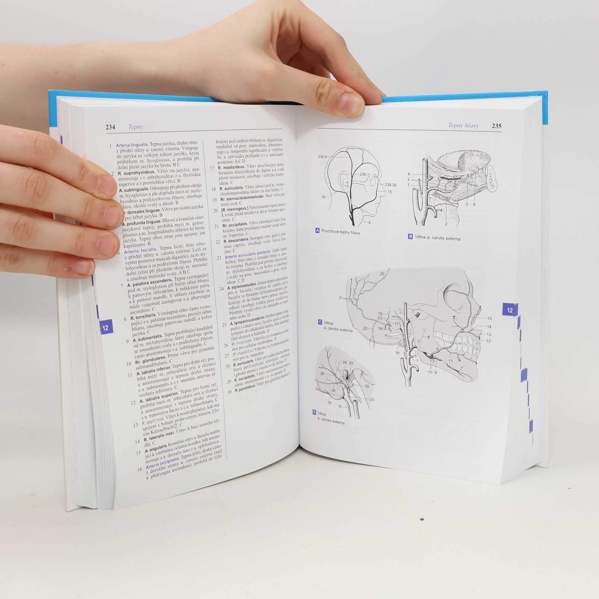 Wolfgang Dauber Feneisův obrazový slovník anatomie