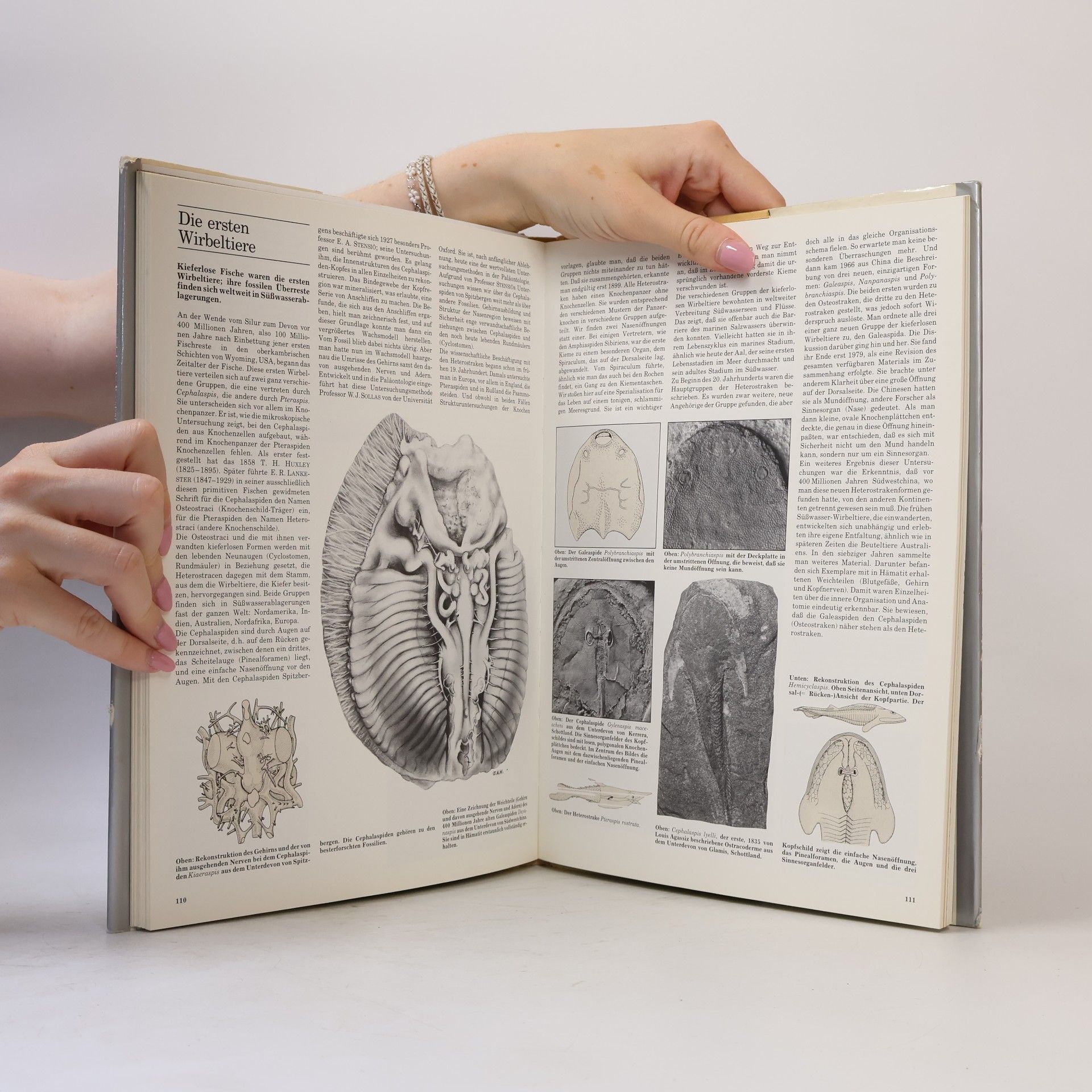 Lambert B. Halstead Spuren im Stein, das Kosmos-Buch der Paläontologie