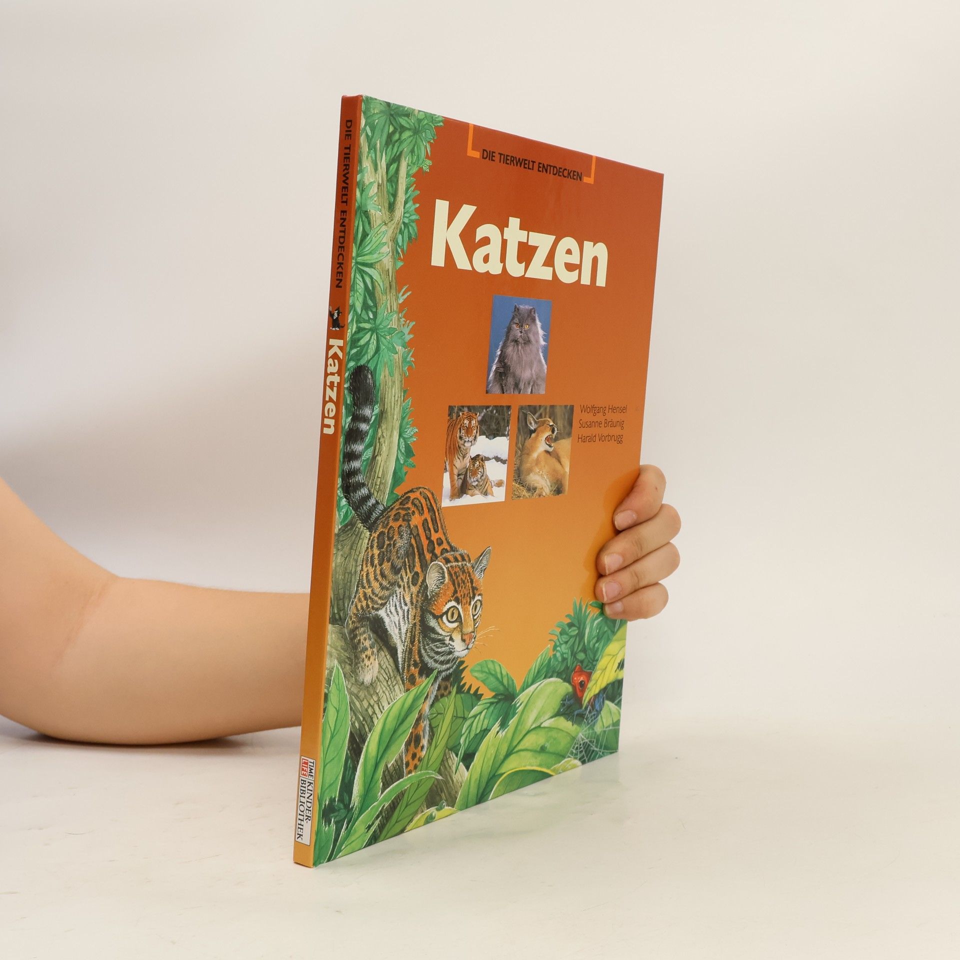 Autorenkollektiv Die Tierwelt entdecken. Katzen
