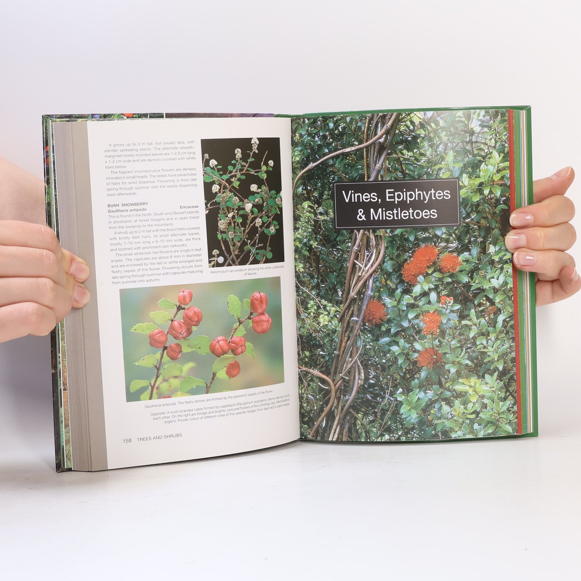 John Dawson Nature Guide to the New Zealand Forest