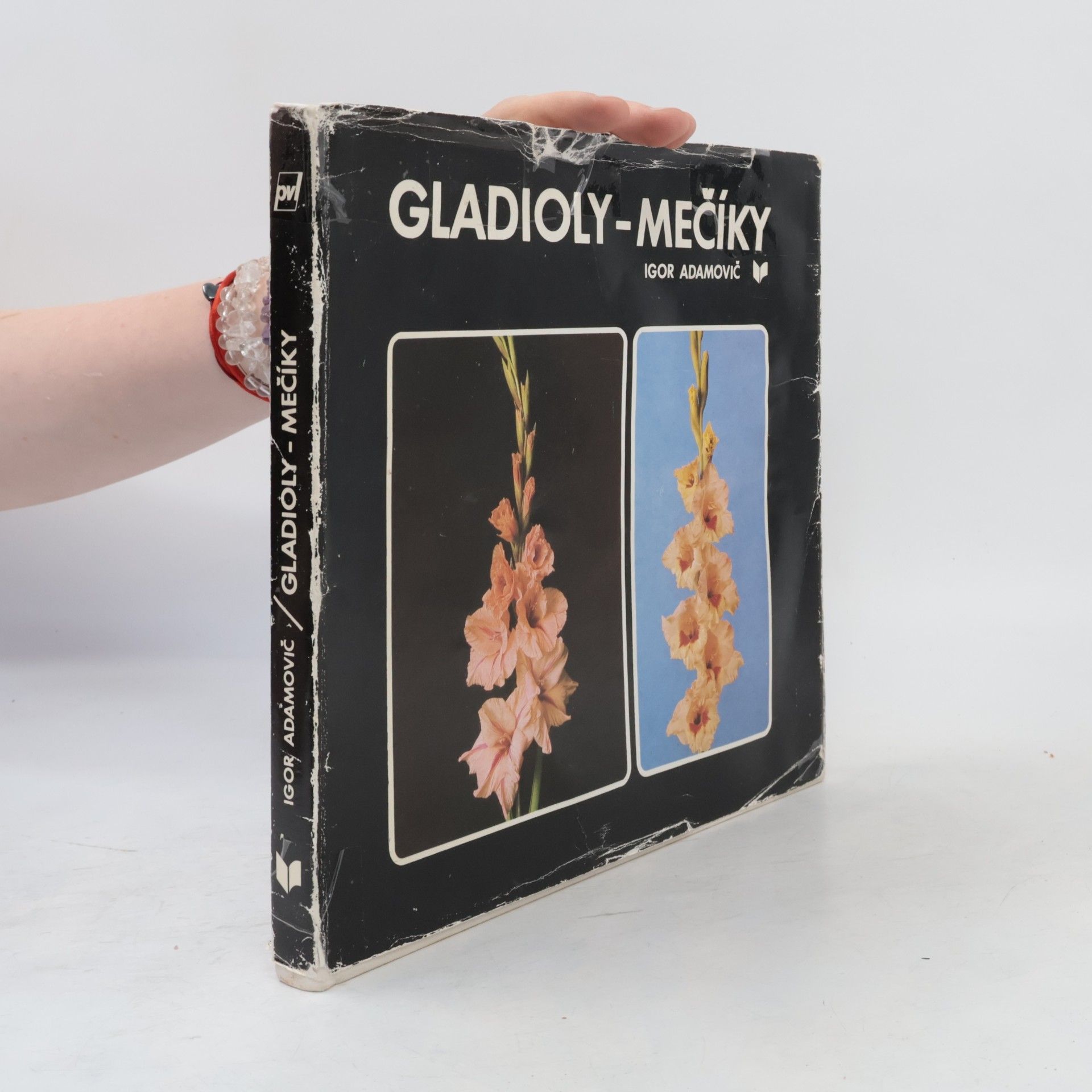 Gladioly-mečíky
