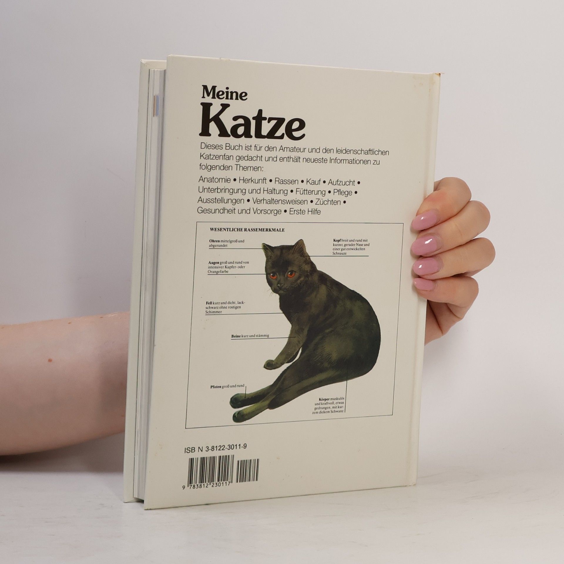 David Taylor Meine Katze