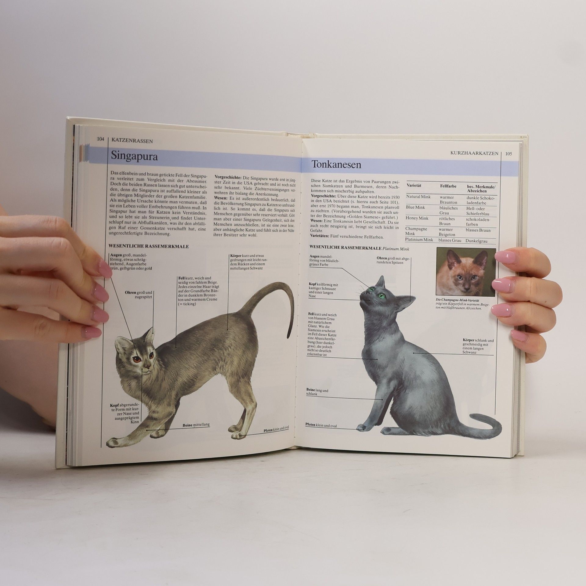 David Taylor Meine Katze