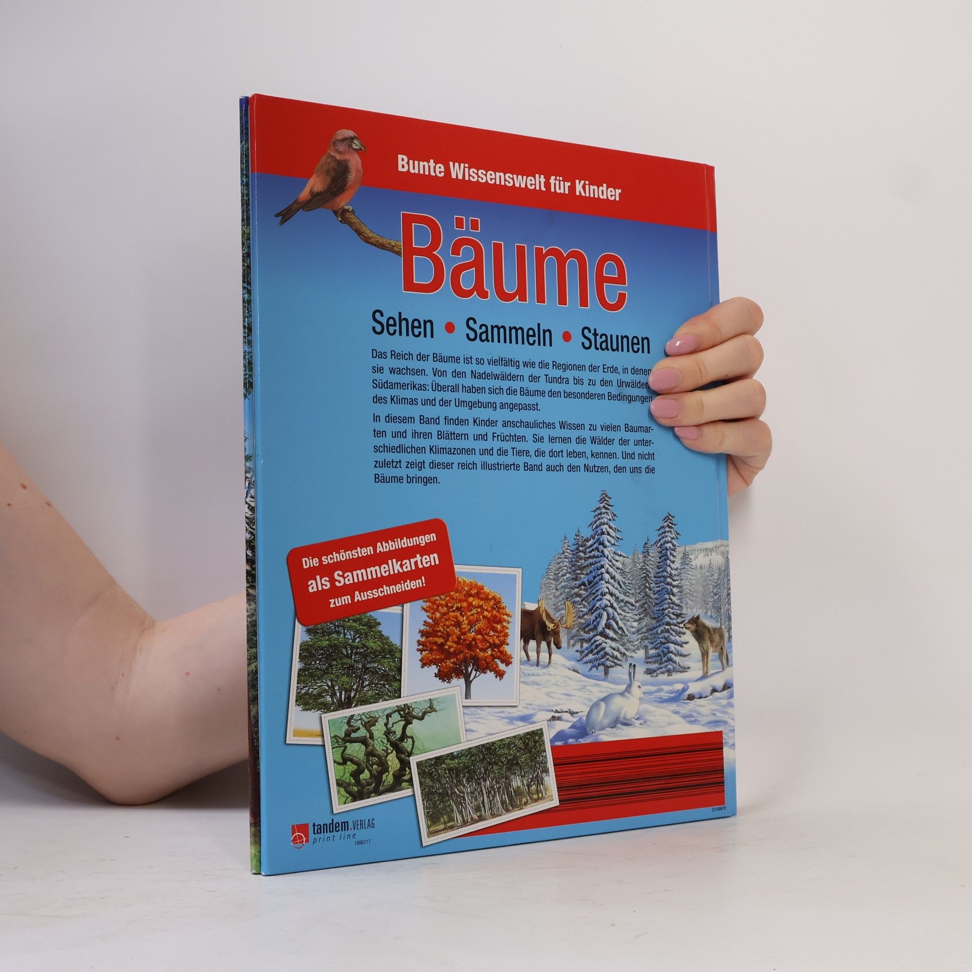 Émilie Beaumont Bunte Wissenswelt für Kinder. Bäume