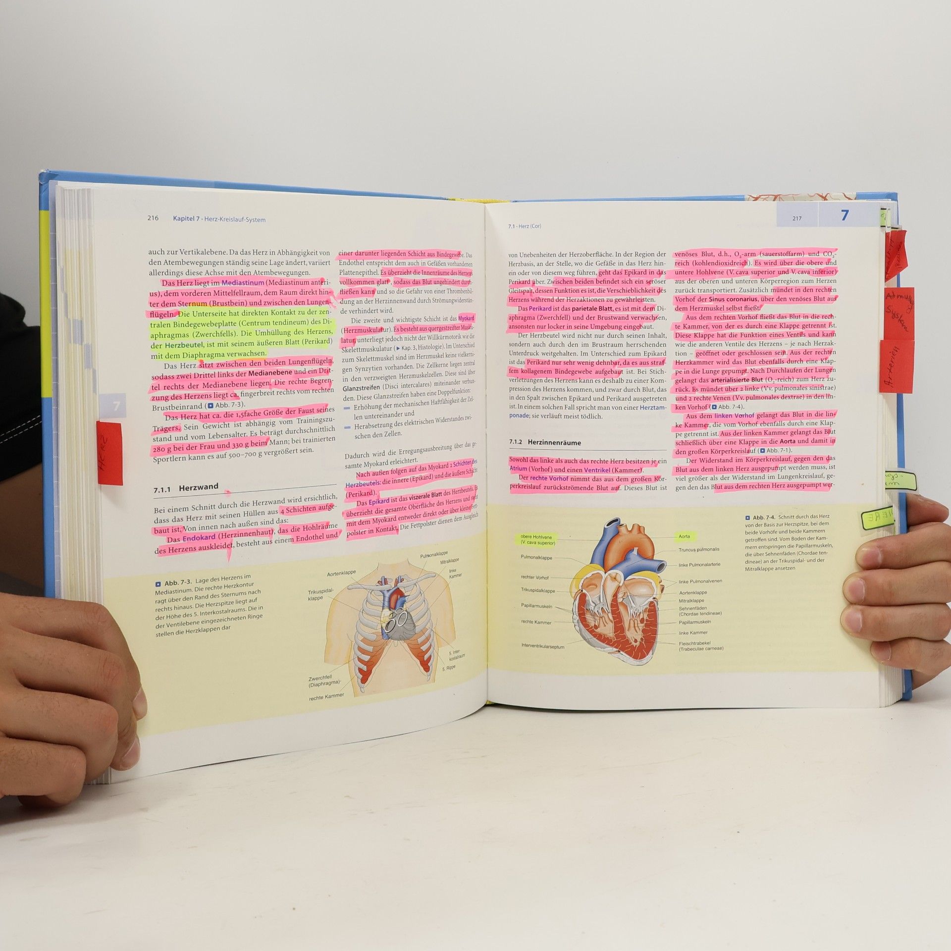 Udo M. Spornitz Anatomie und Physiologie