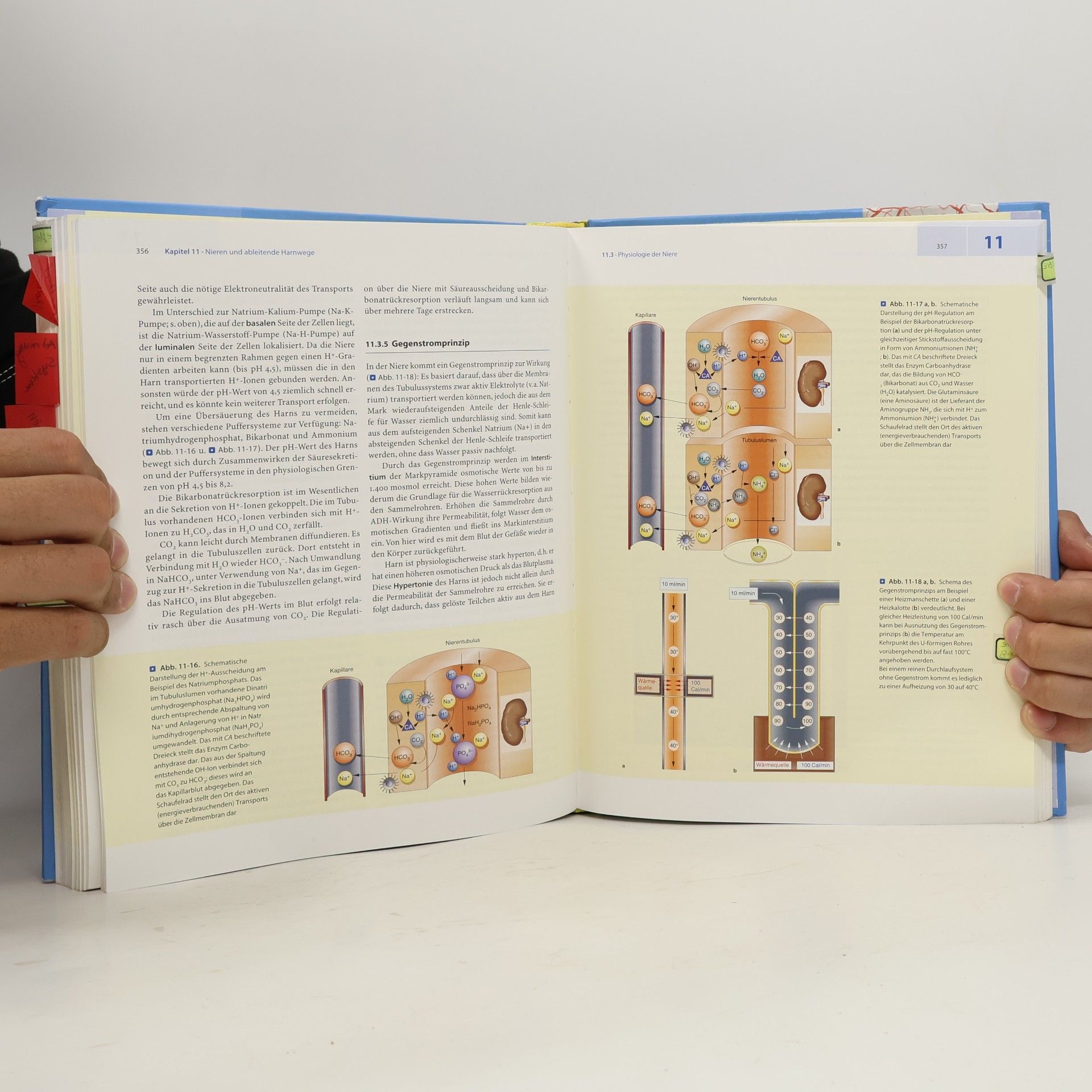 Udo M. Spornitz Anatomie und Physiologie