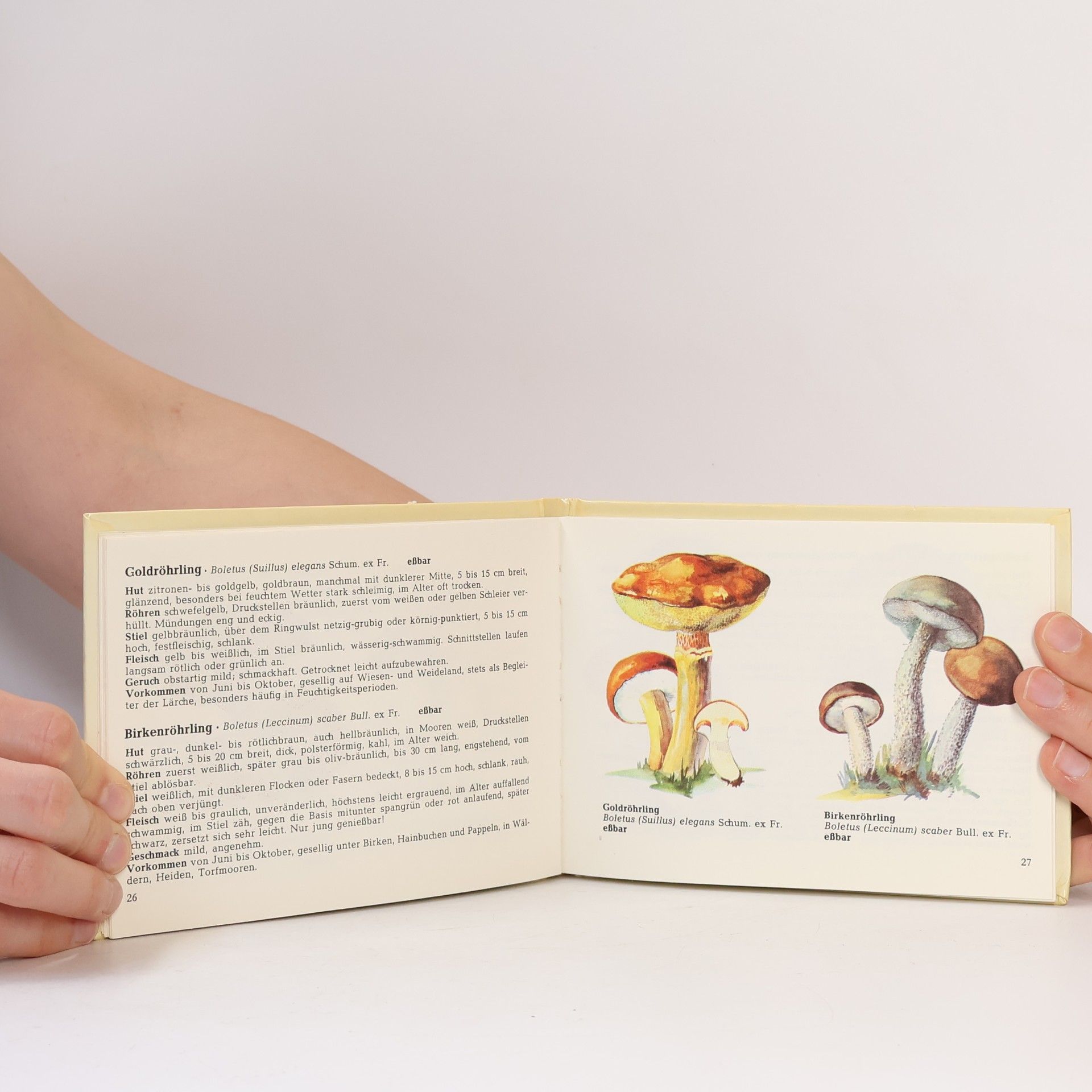 Kolektiv autorů Das kleine Pilzbuch