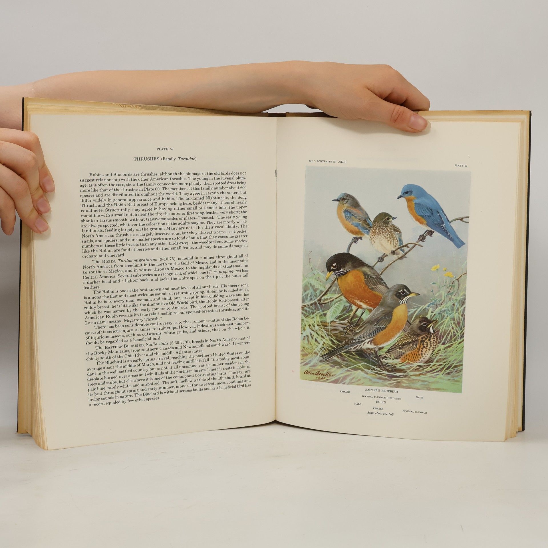 Thomas S. Roberts Bird Portraits in Color. Two Hundred Ninety-Five North American Species