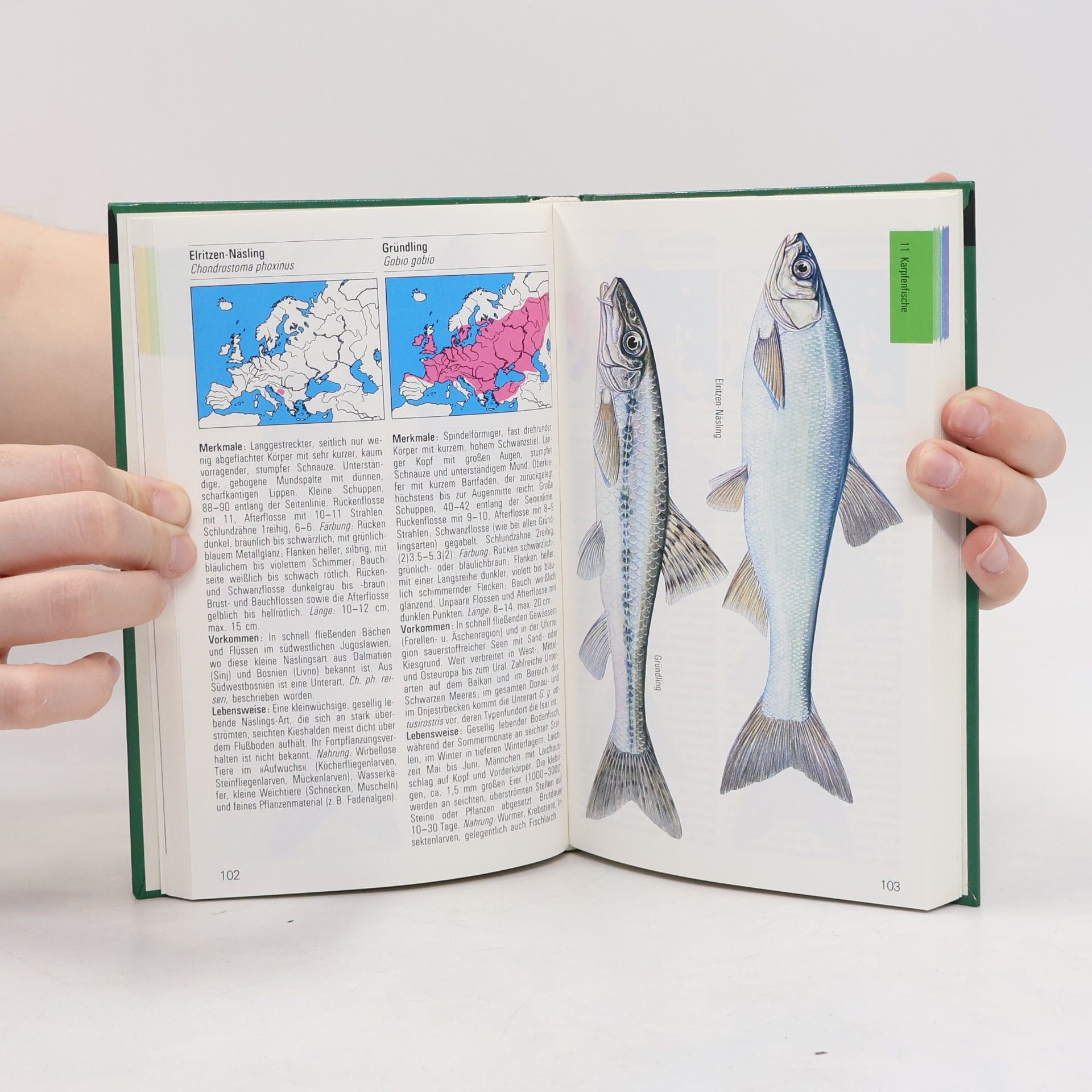 Autorenkollektiv Süßwasserfische in europäischen Gewässern