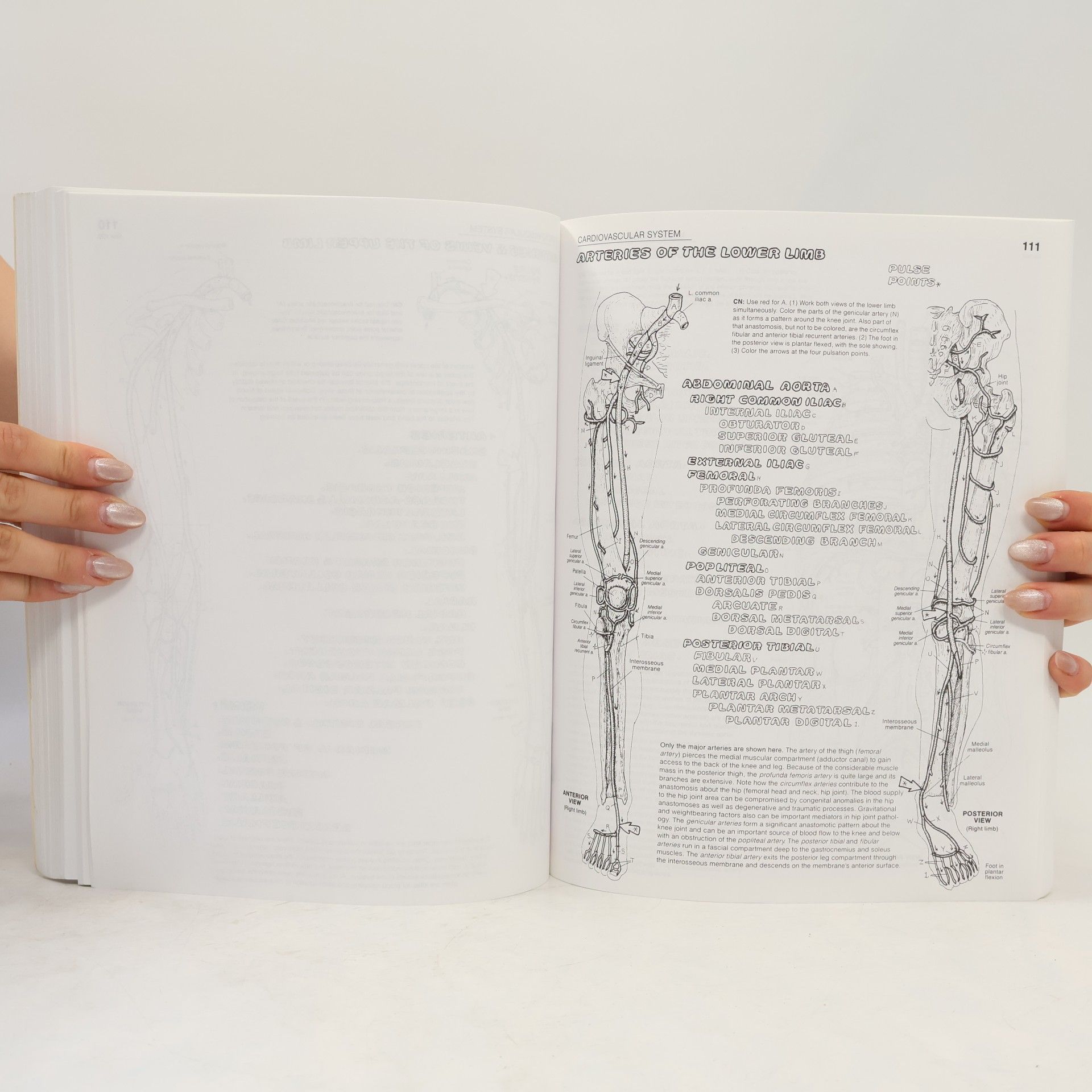 Wynn Kapit The Anatomy Coloring Book