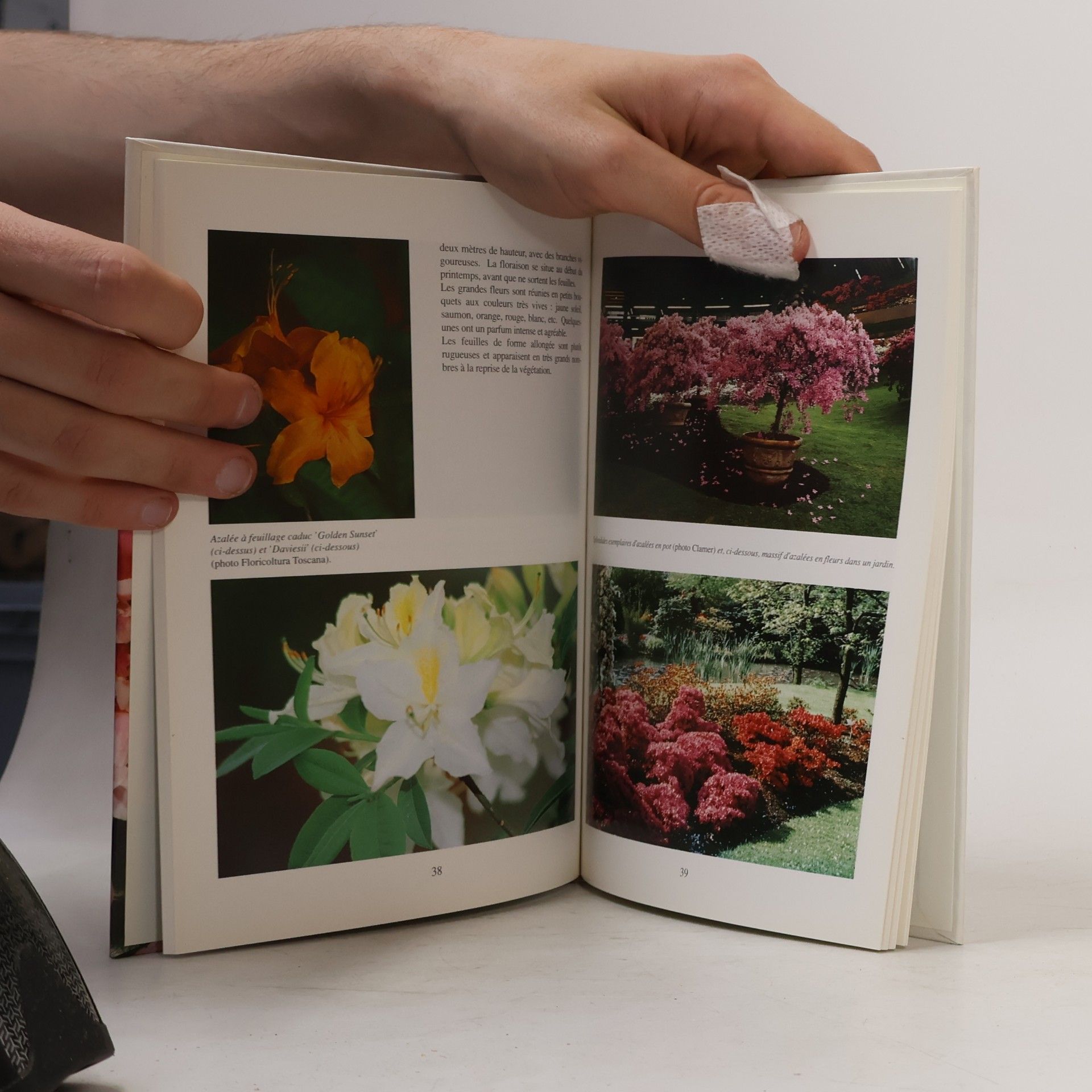 Various authors Azalée, Camelia, Rhododendron