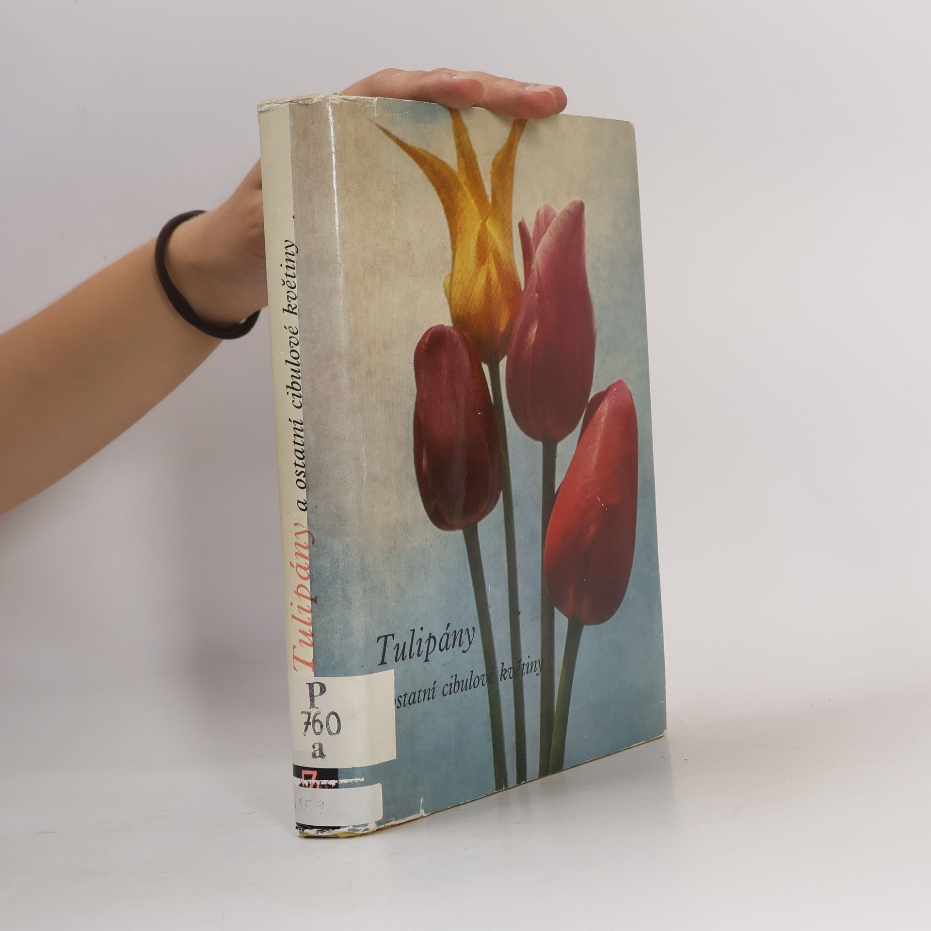 Tulipány a ostatní cibulové květiny