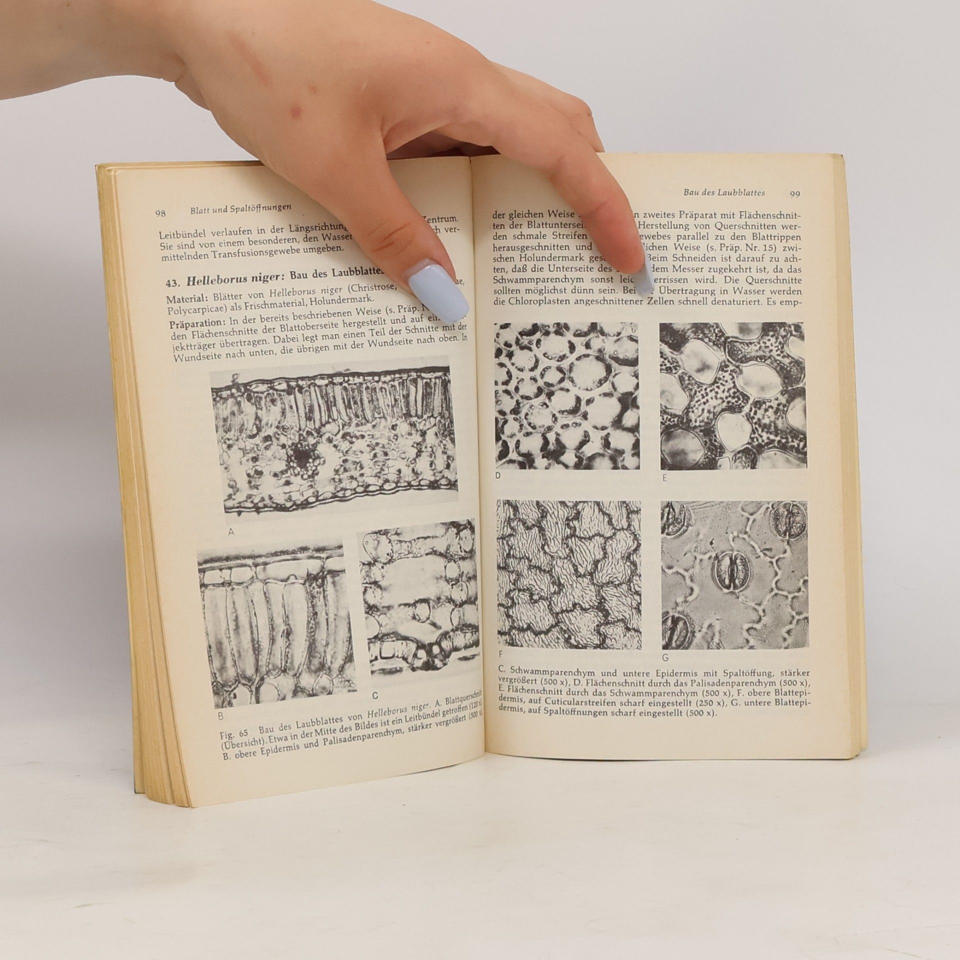 Wilhelm Nultsch Mikroskopisch-botanisches Praktikum für Anfänger