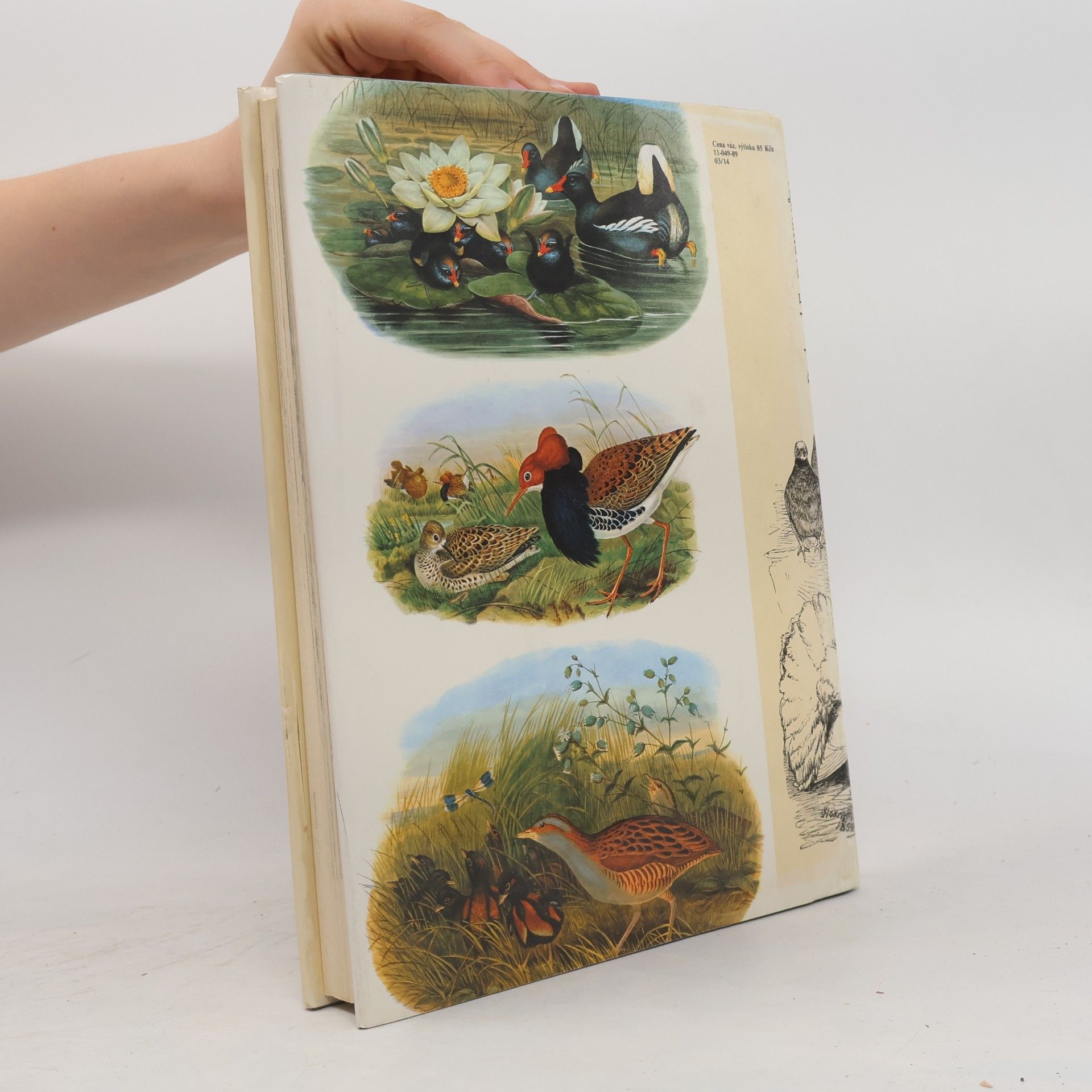 Charles Darwin Darwinův původ druhů v ilustracích