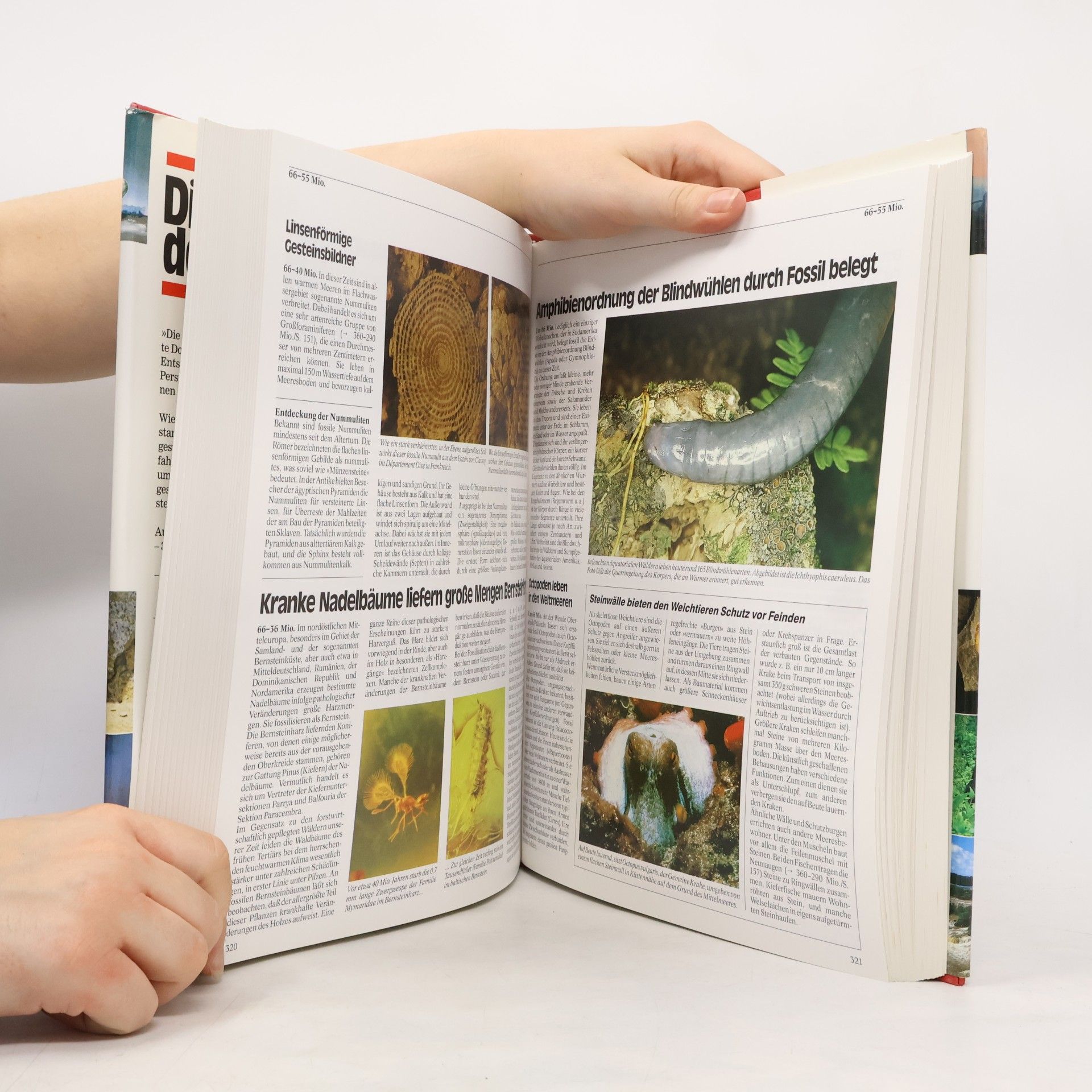 Kolektiv autorů Die Chronik der Erde