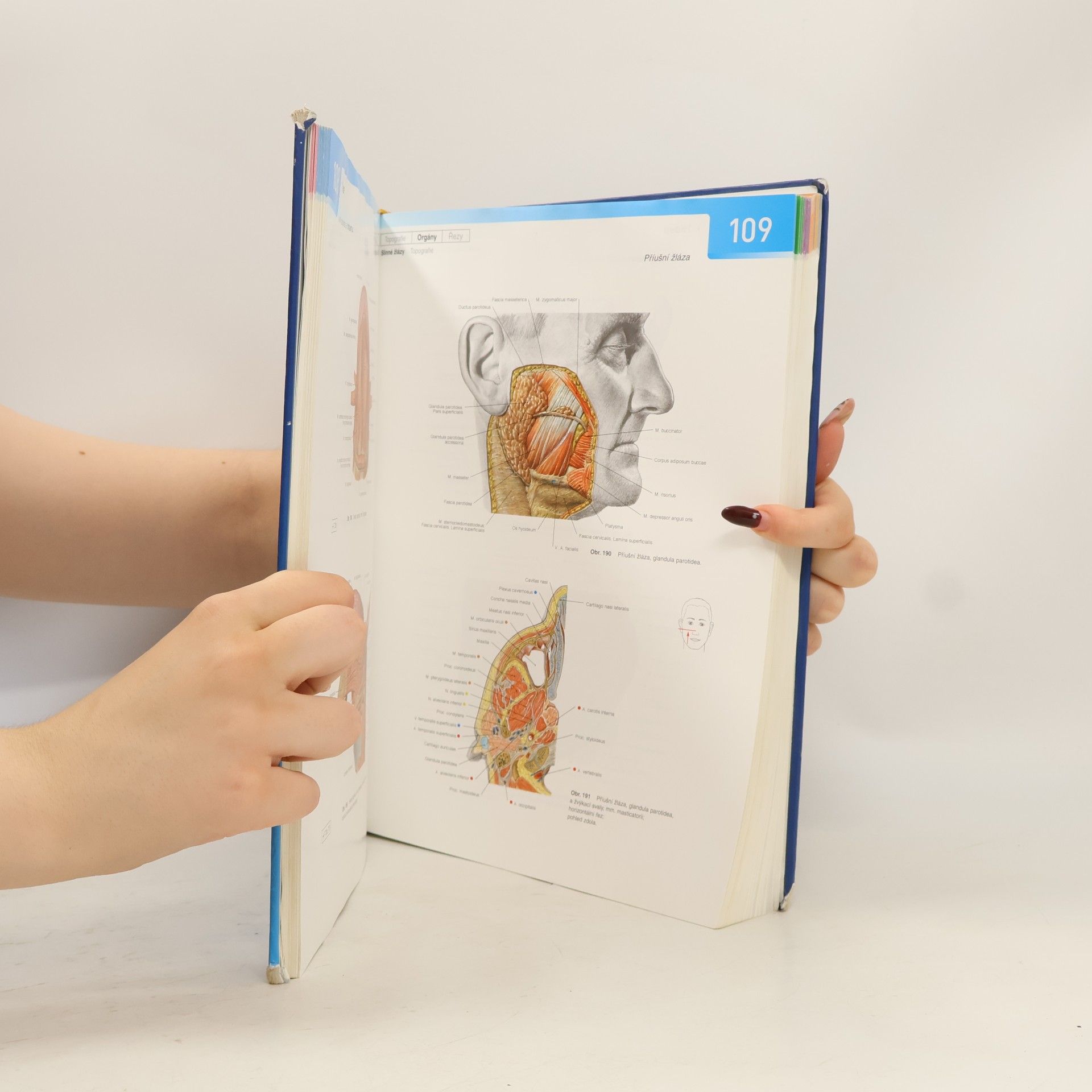 Reinhard Putz Sobottův atlas anatomie člověka 1