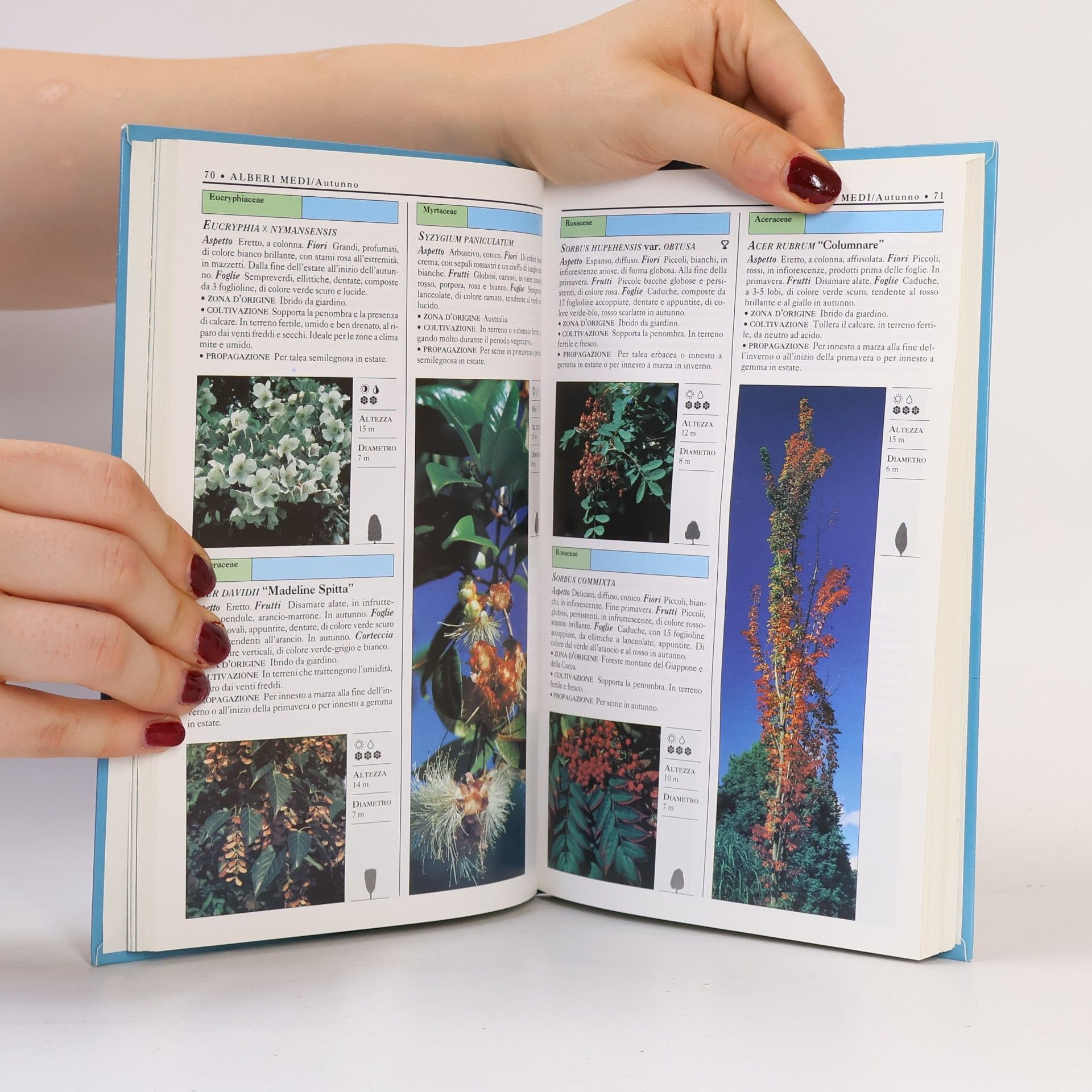 Autores varios Alberi da giardino
