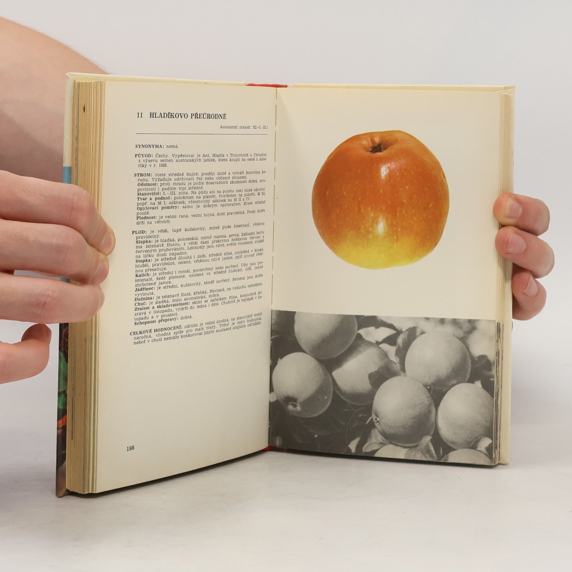 Autorenkollektiv Malá pomologie 1. Jablka