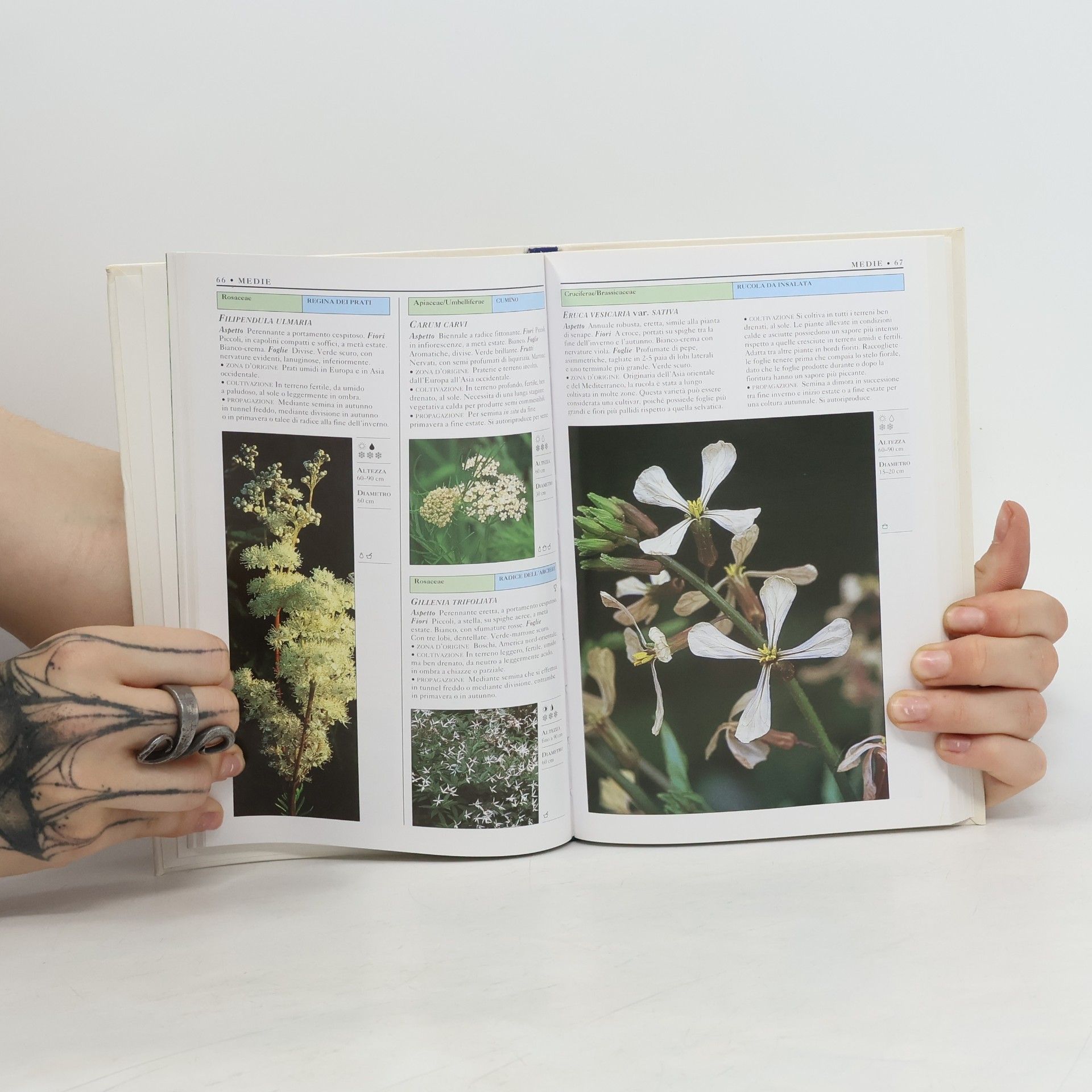 Deni Bown Piante aromatiche