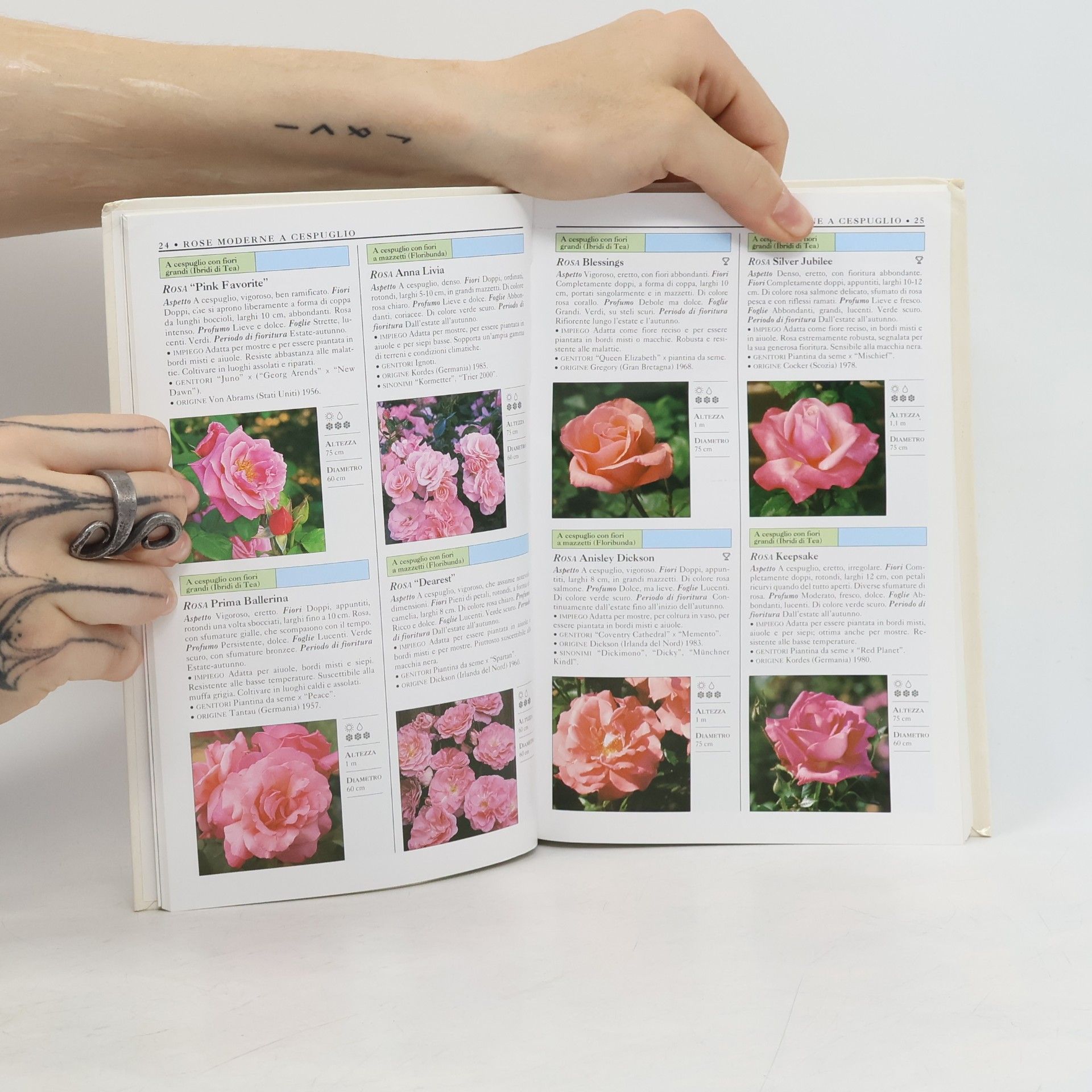 Royal Horticultural Society Rose