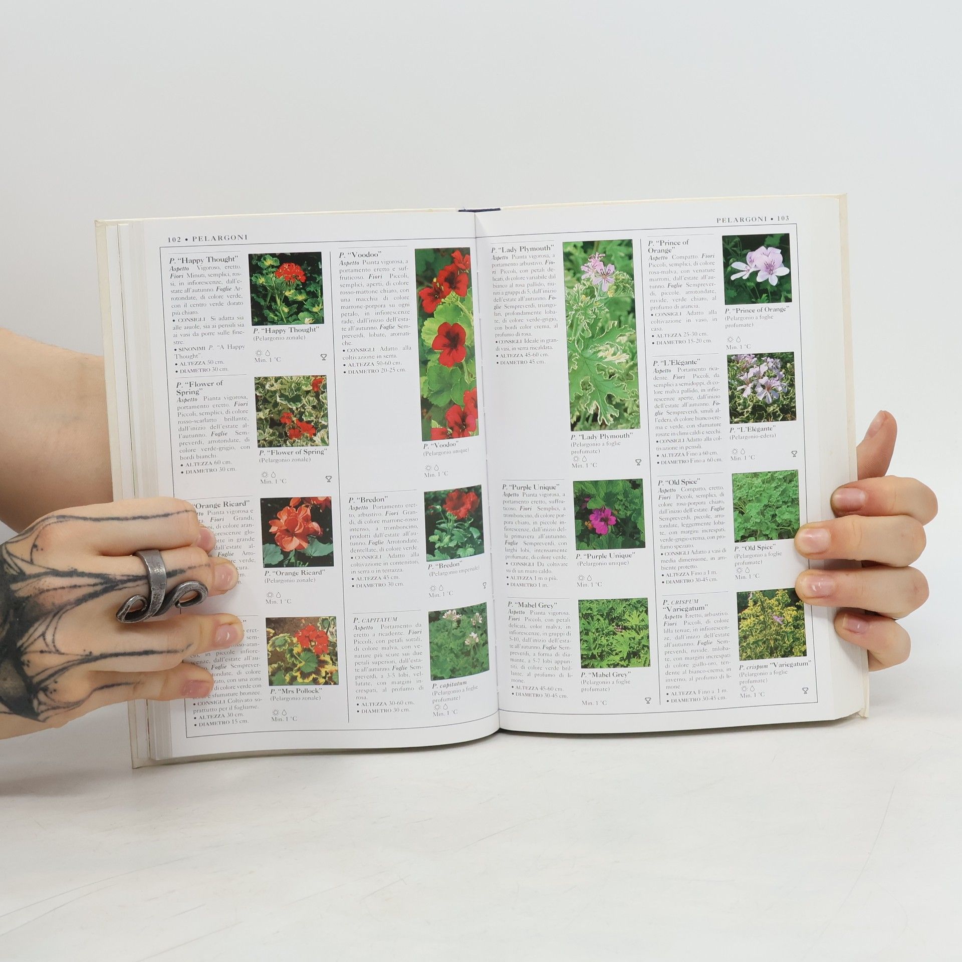 Collectif d'auteurs Perenni 24