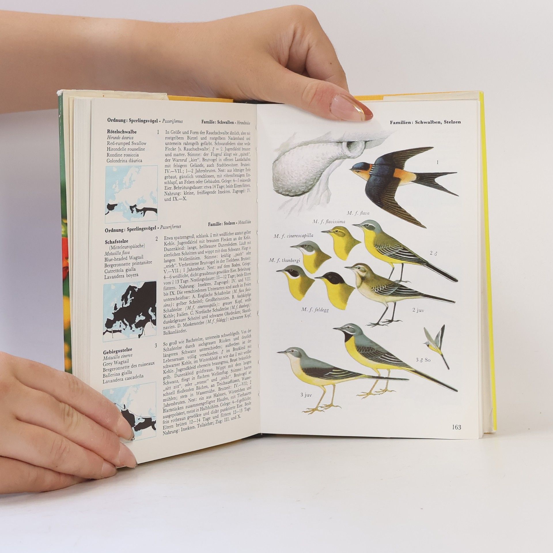 Walter Černý Welcher Vogel ist das?
