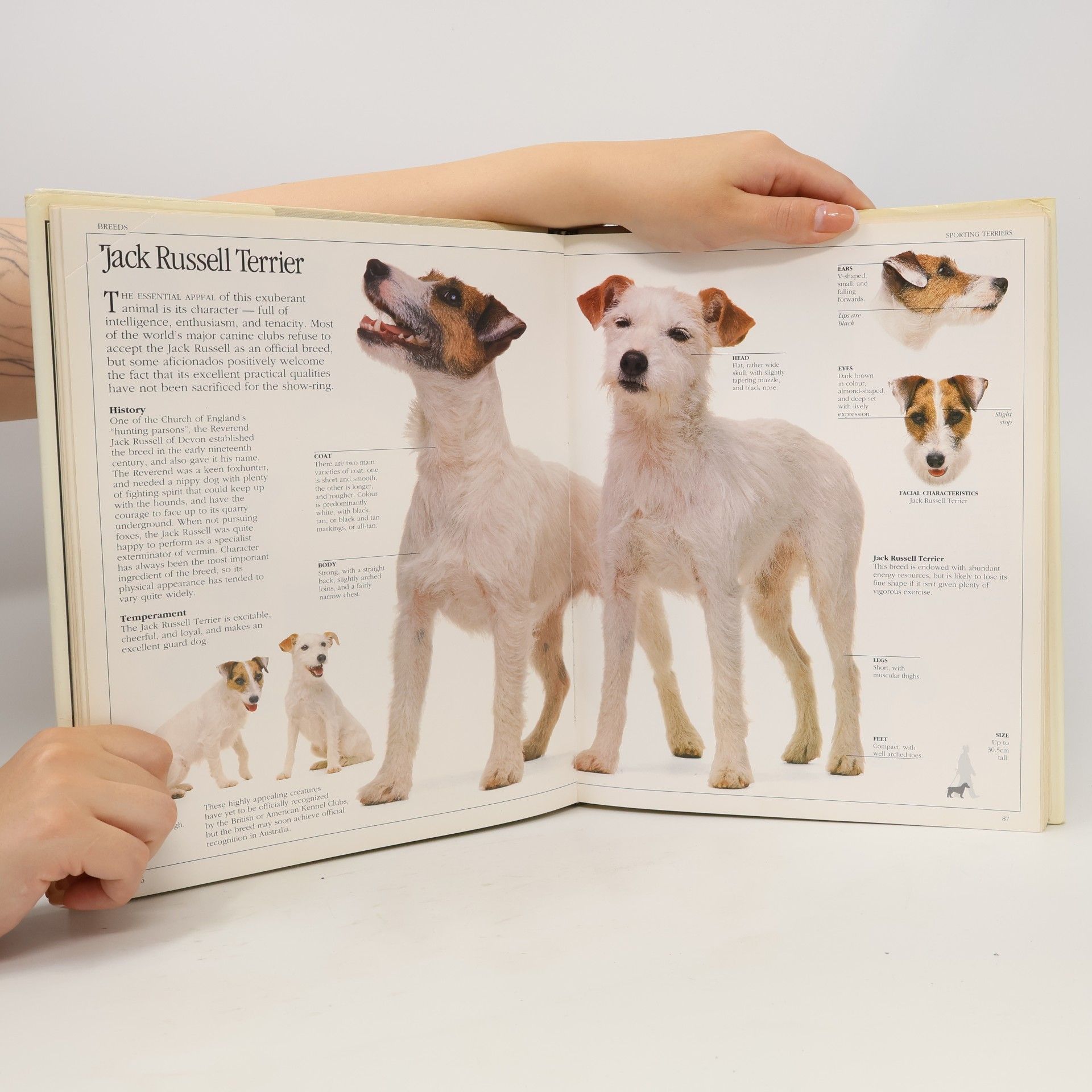 David Taylor The Ultimate Dog Book